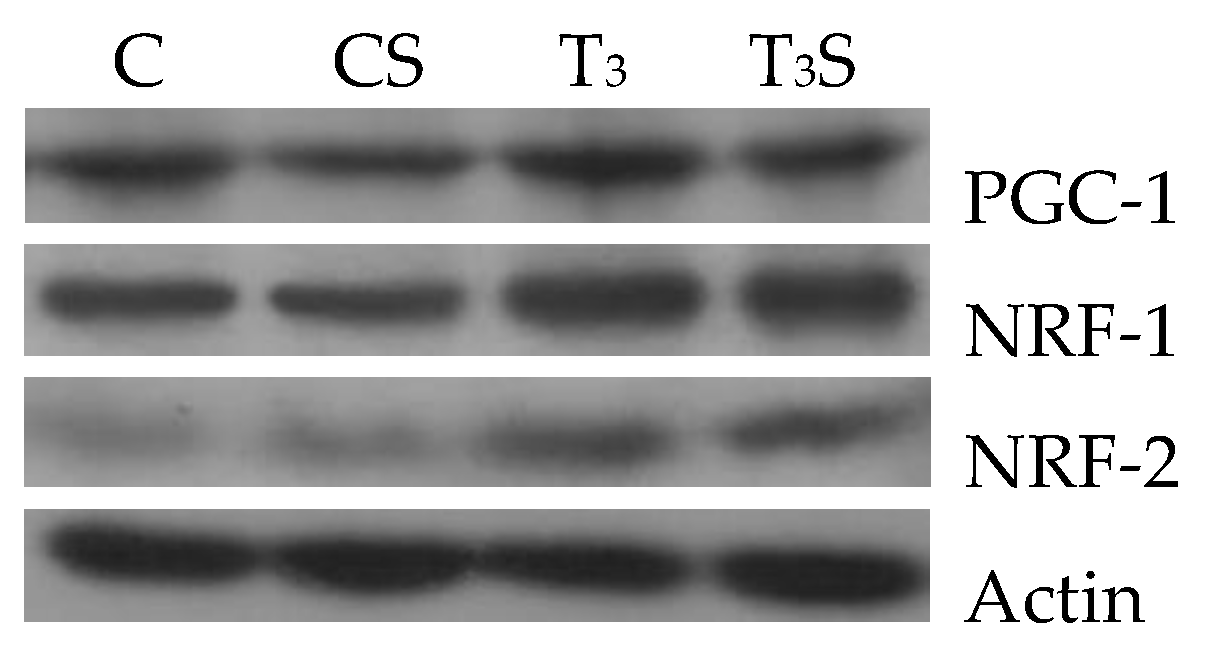 Antioxidants 09 00883 g004a