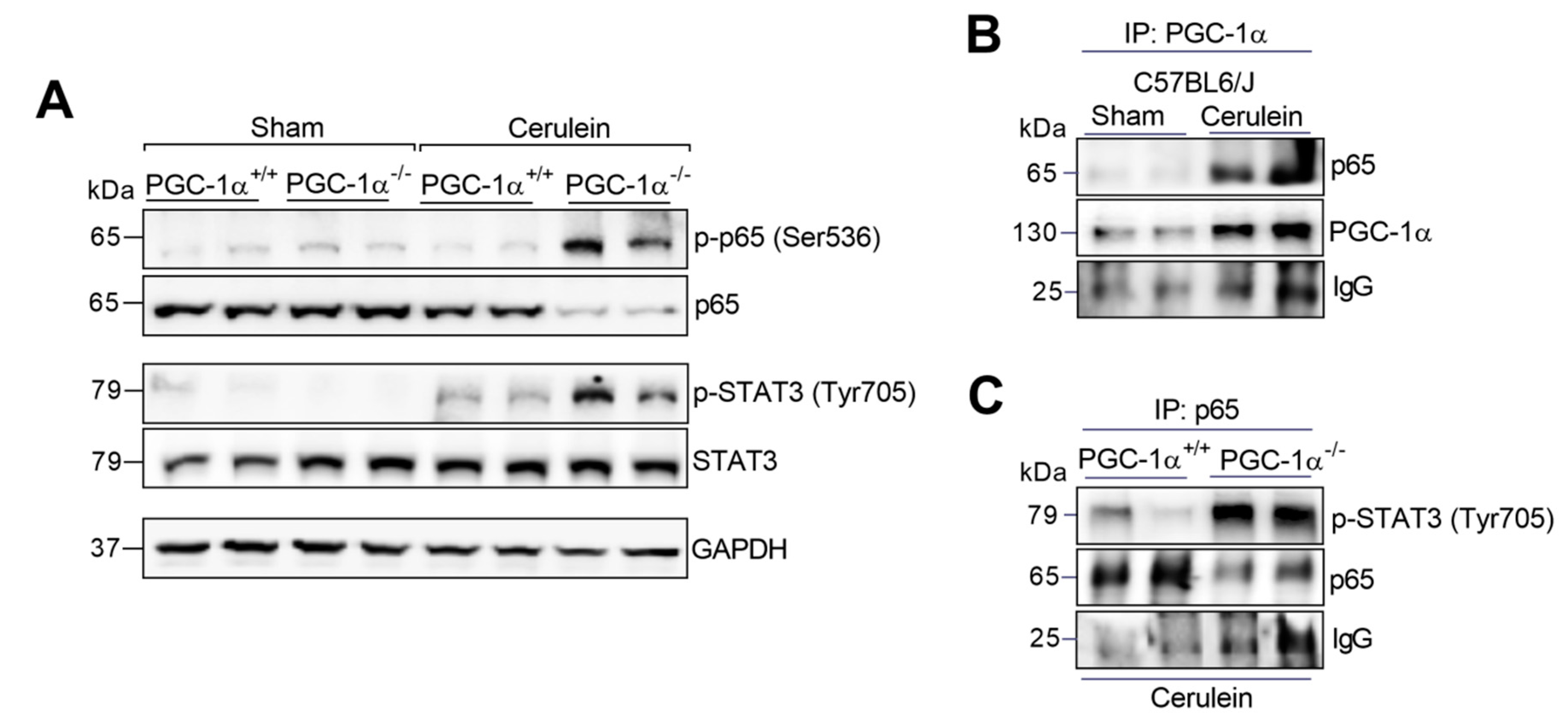 Antioxidants 09 00887 g003