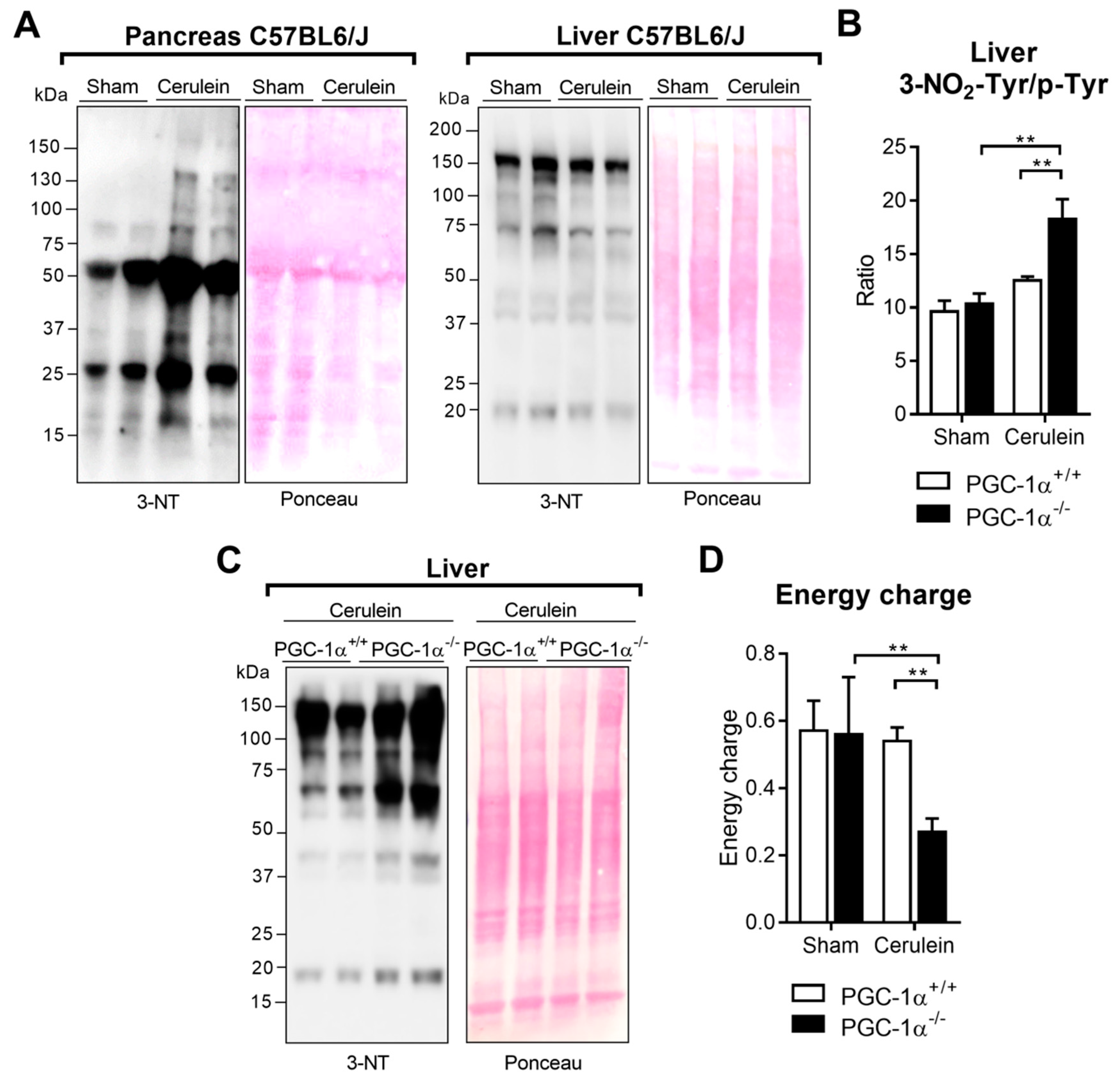 Antioxidants 09 00887 g005