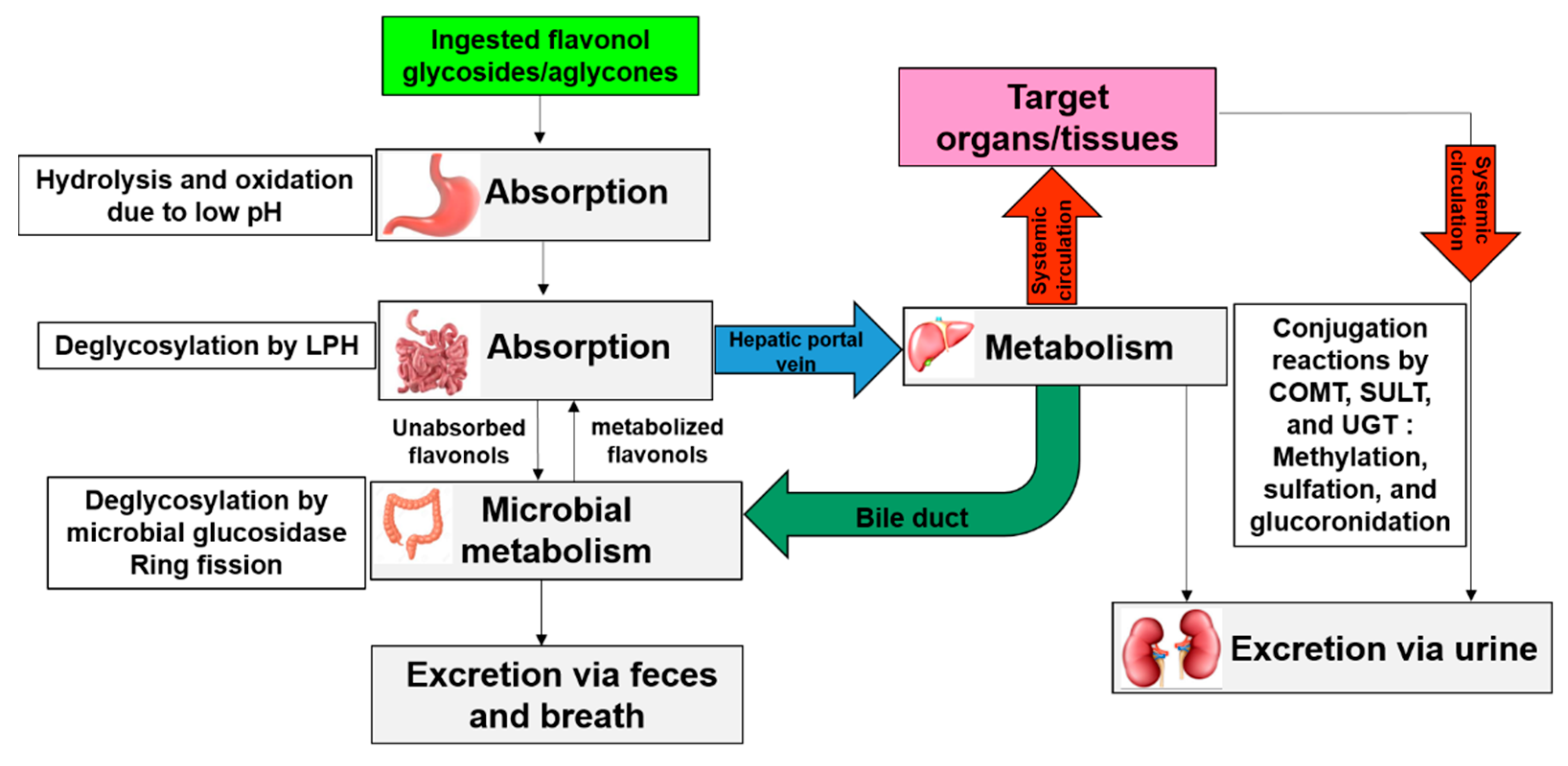 Antioxidants 09 00888 g004