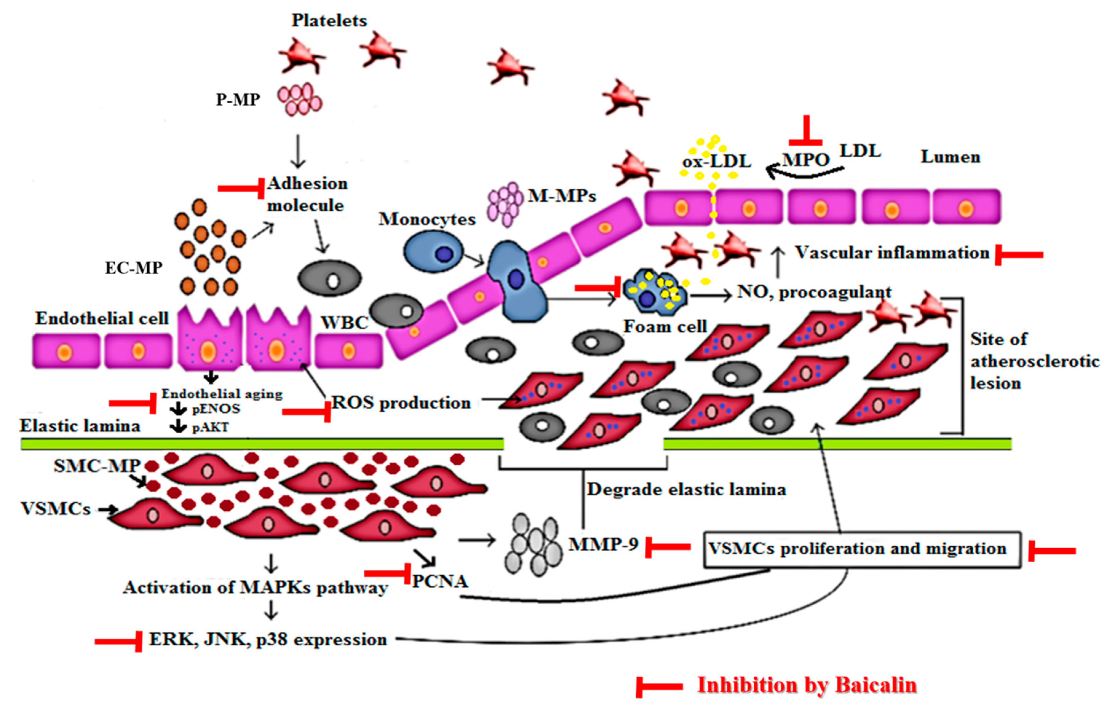 Antioxidants 09 00890 g009 Antioxidants 09 00890 g009