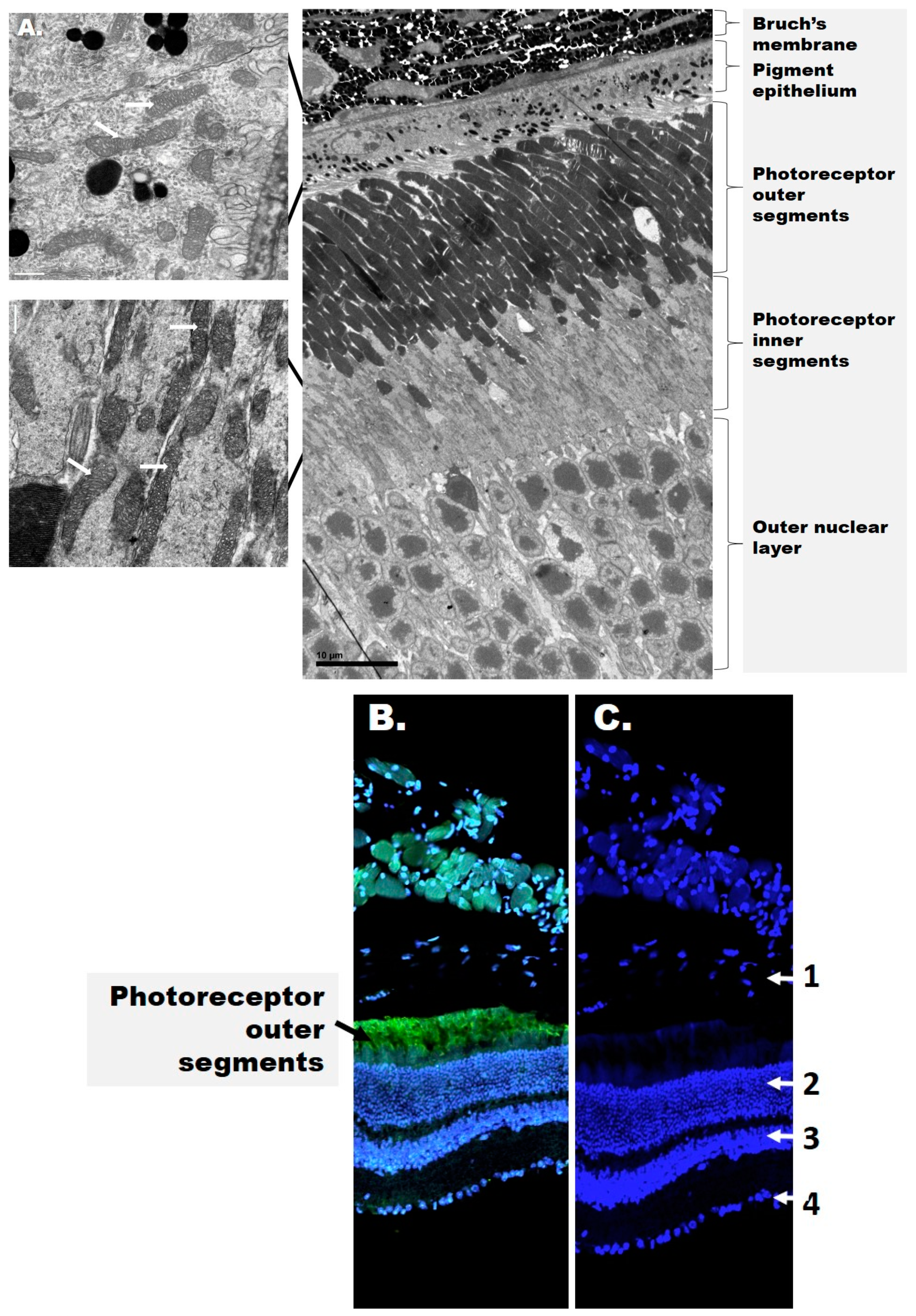 Antioxidants 09 00905 g001