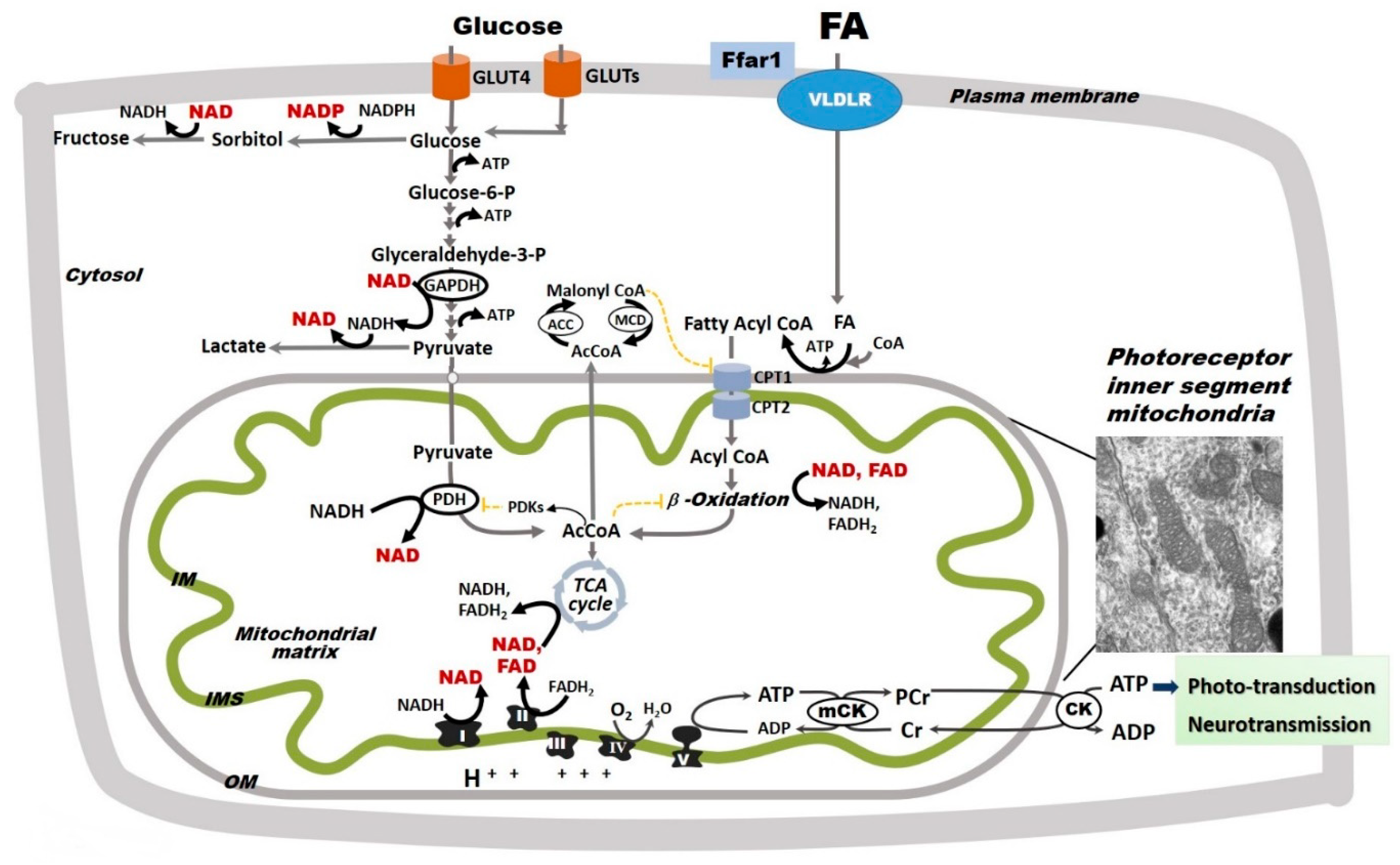 Antioxidants 09 00905 g003