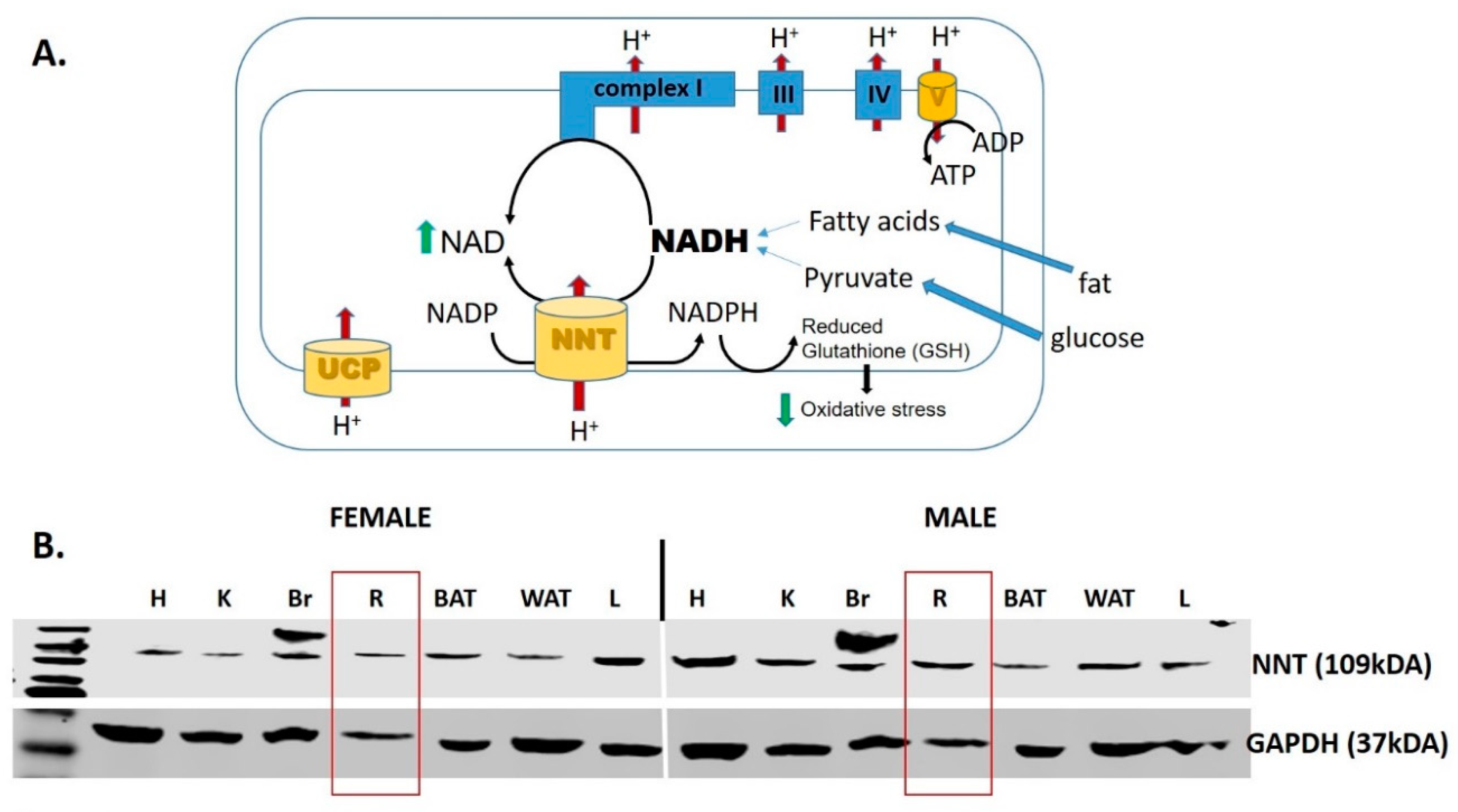 Antioxidants 09 00905 g004