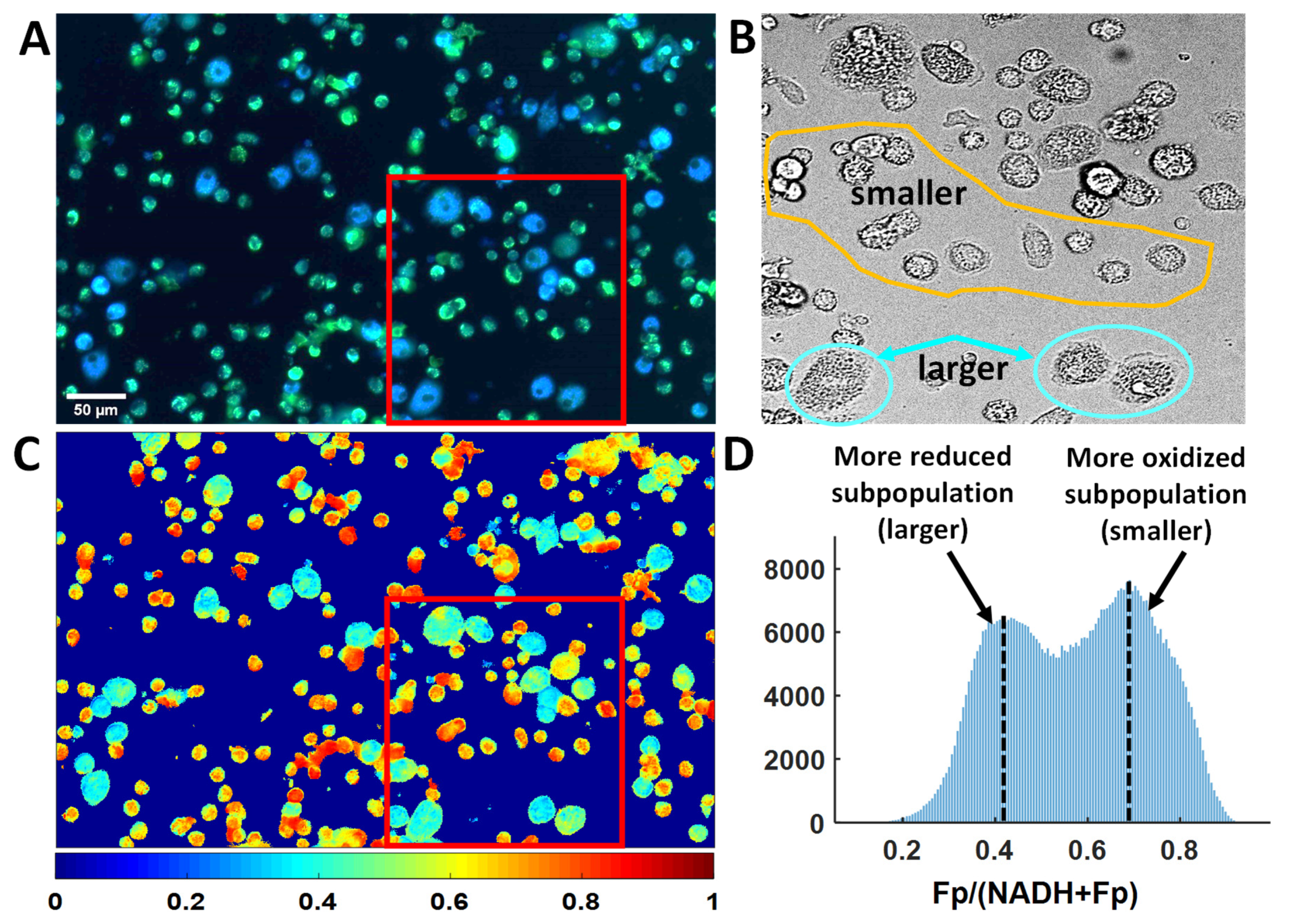 Antioxidants 09 00915 g009