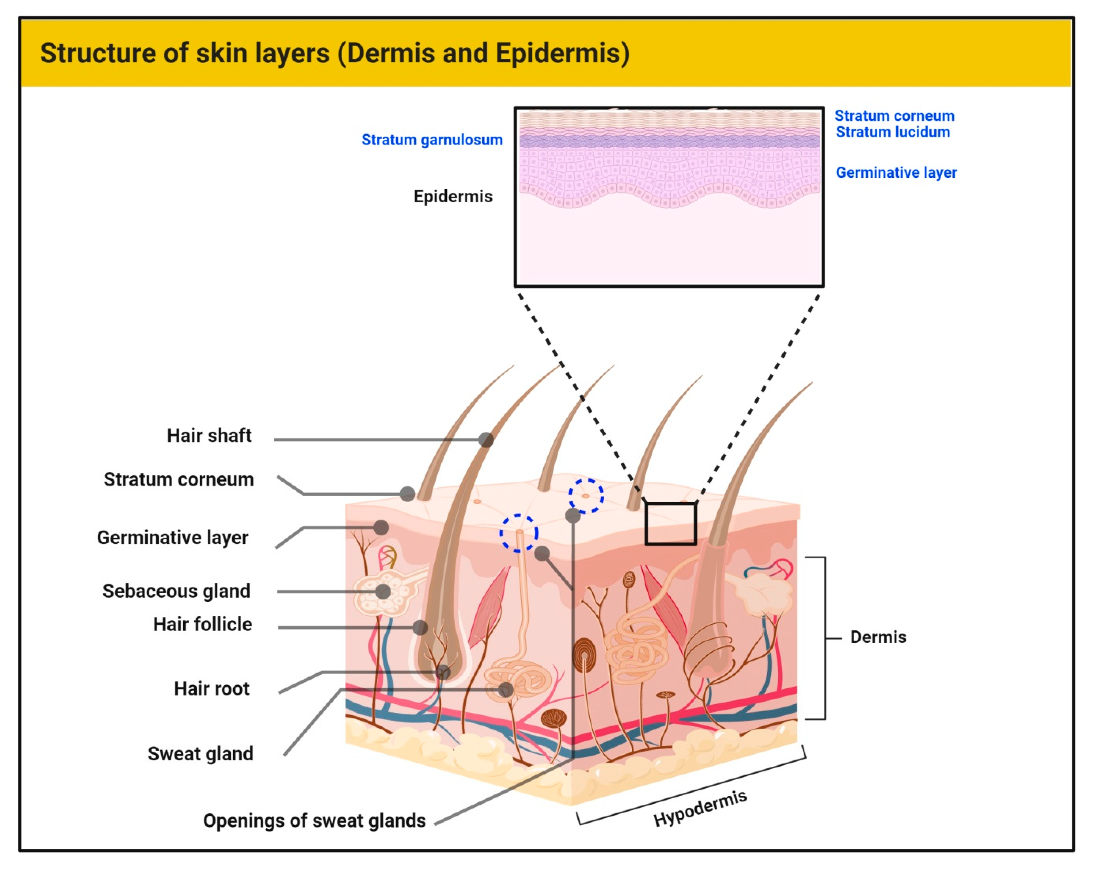 Antioxidants 09 00916 g001 Antioxidants 09 00916 g001