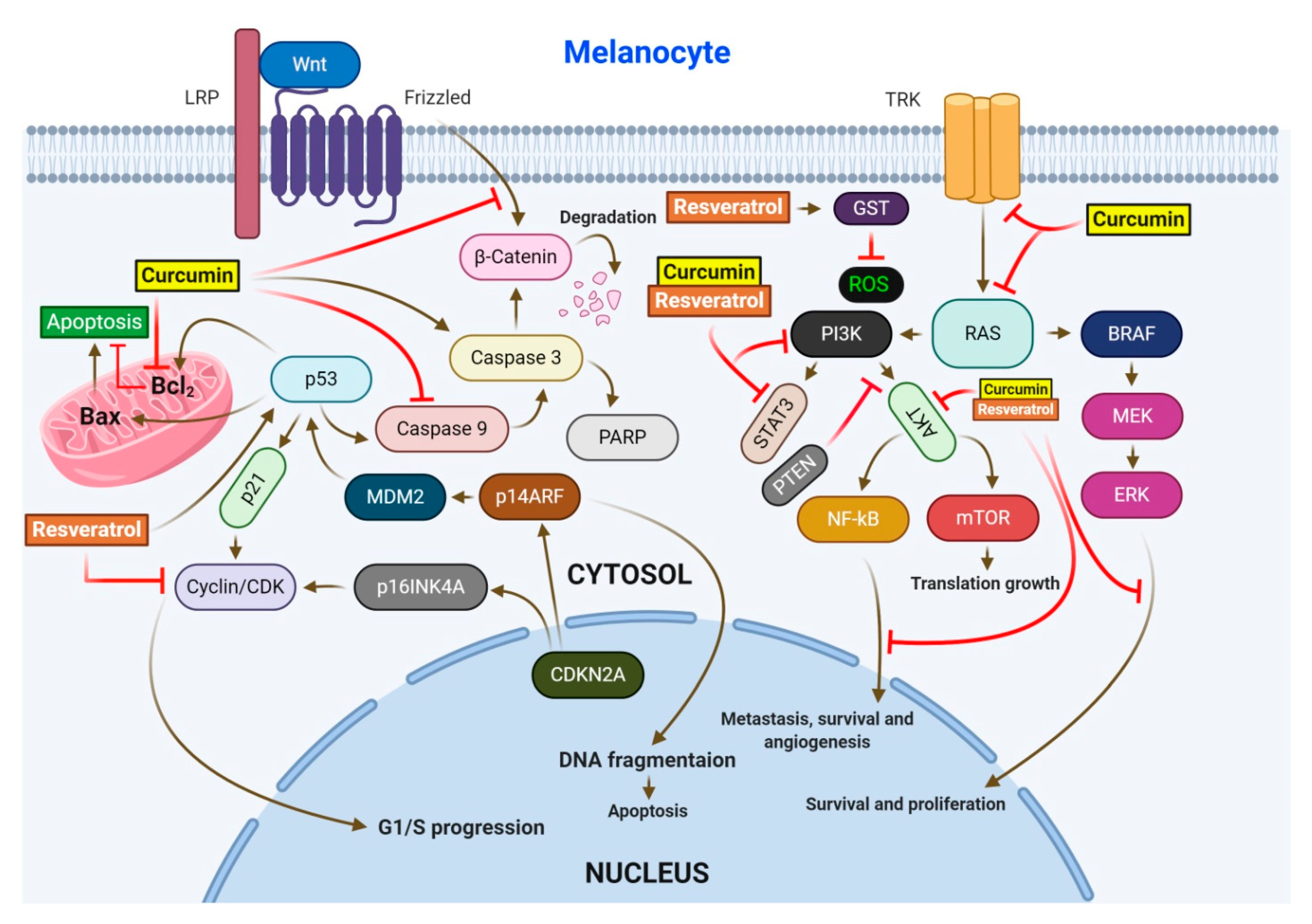 Antioxidants 09 00916 g003 Antioxidants 09 00916 g003