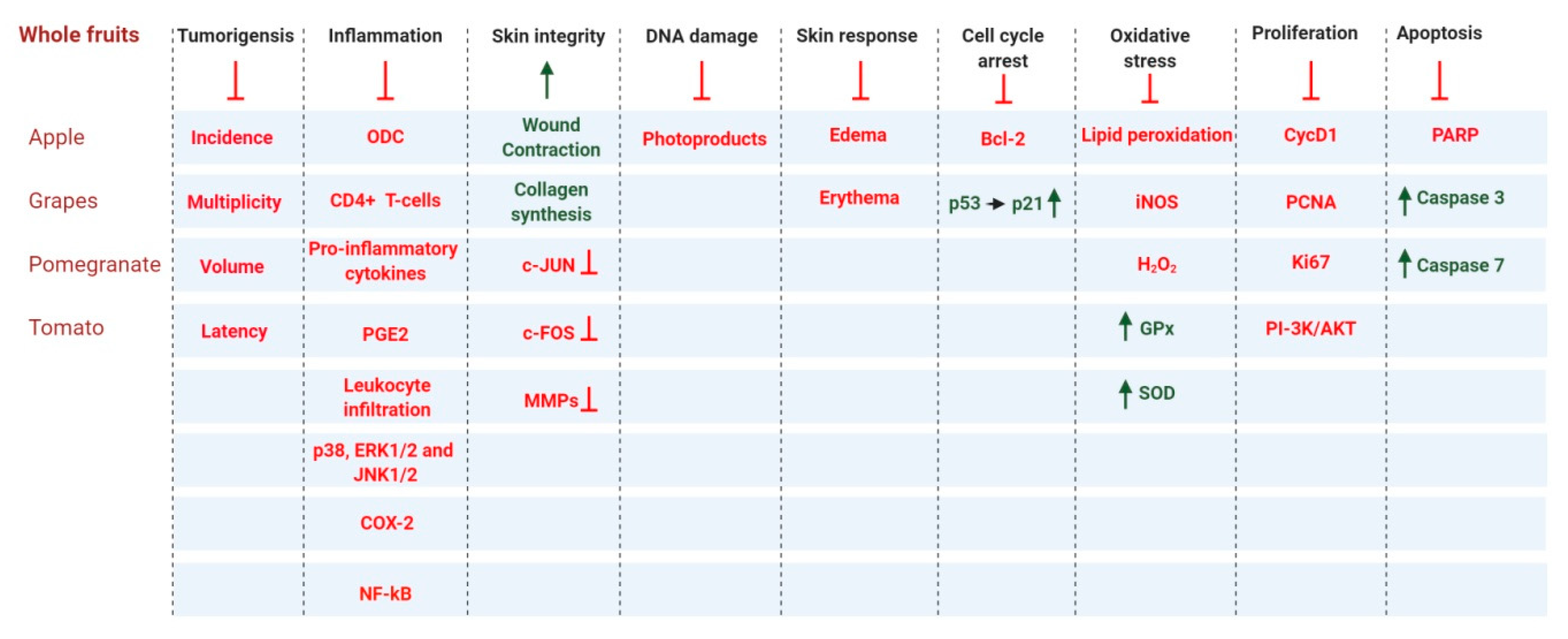 Antioxidants 09 00916 g005 Antioxidants 09 00916 g005