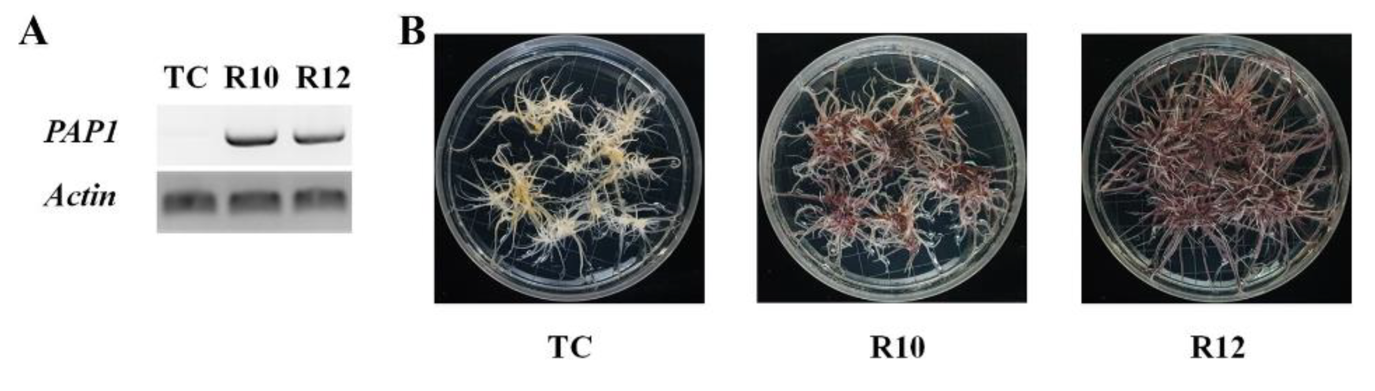 Antioxidants 09 00922 g001