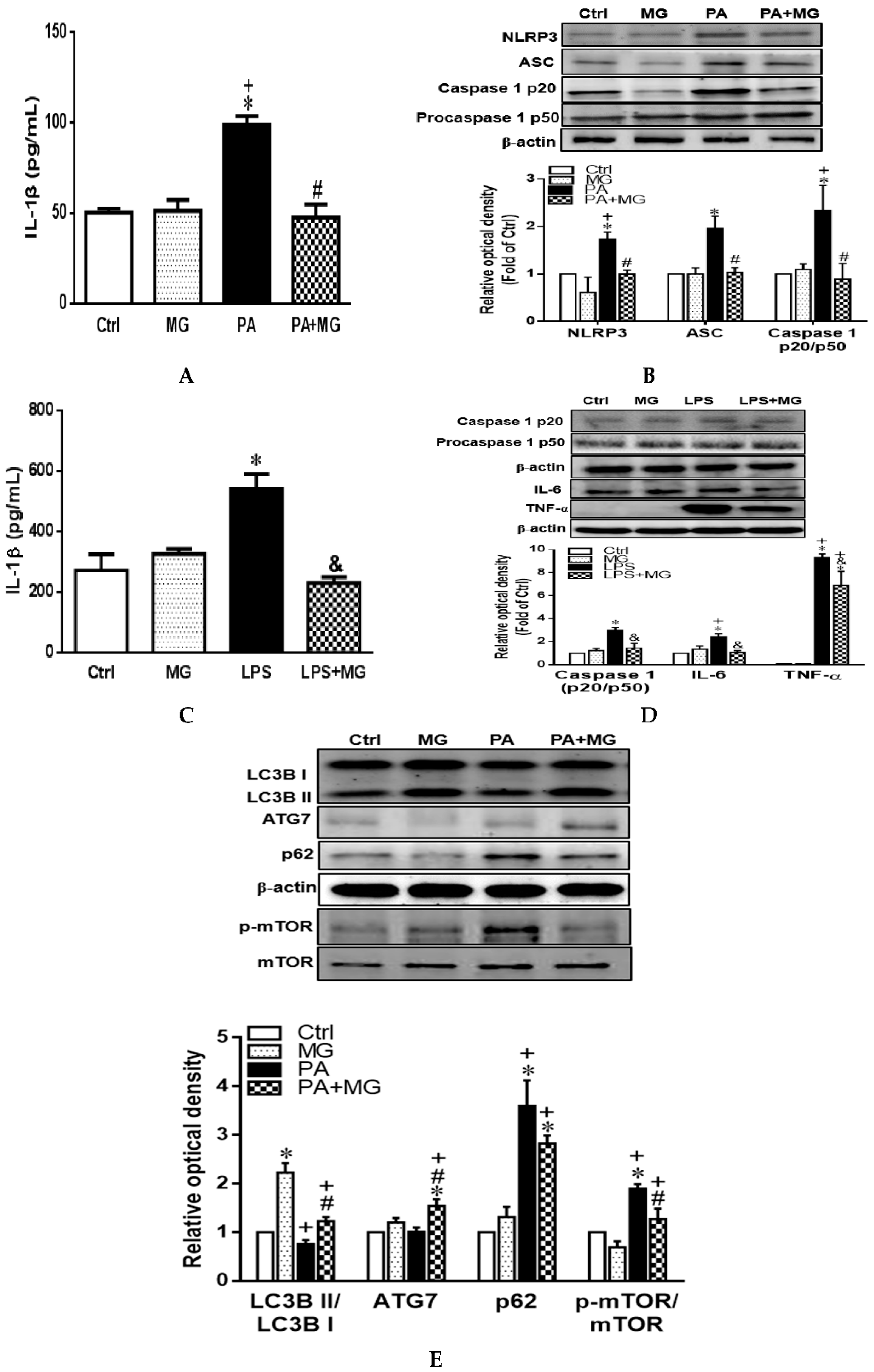 Antioxidants 09 00924 g006
