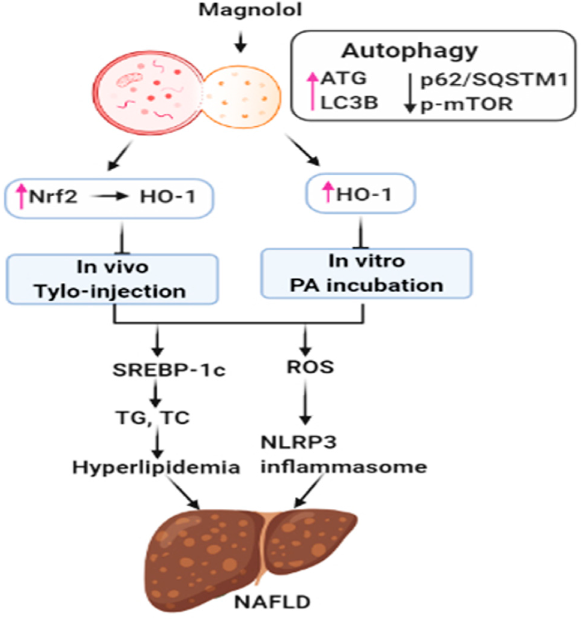 Antioxidants 09 00924 g008