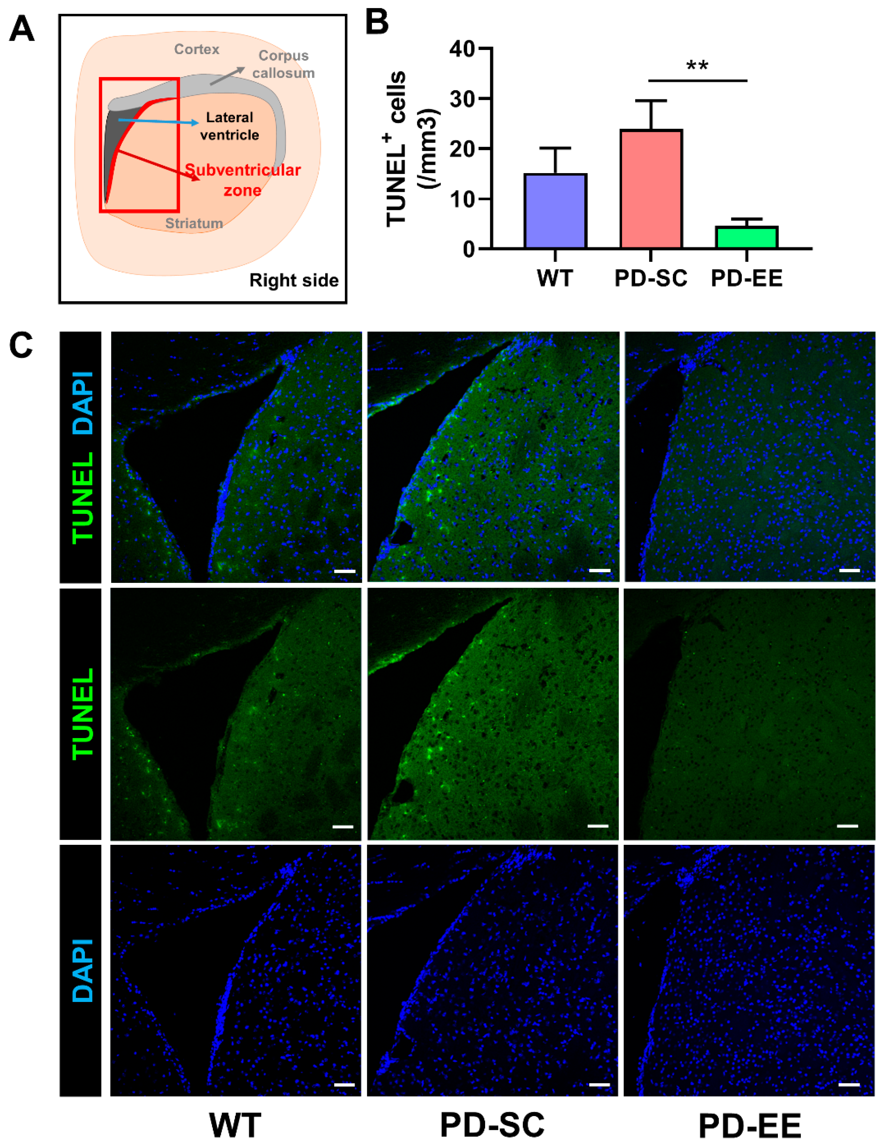Antioxidants 09 00928 g004
