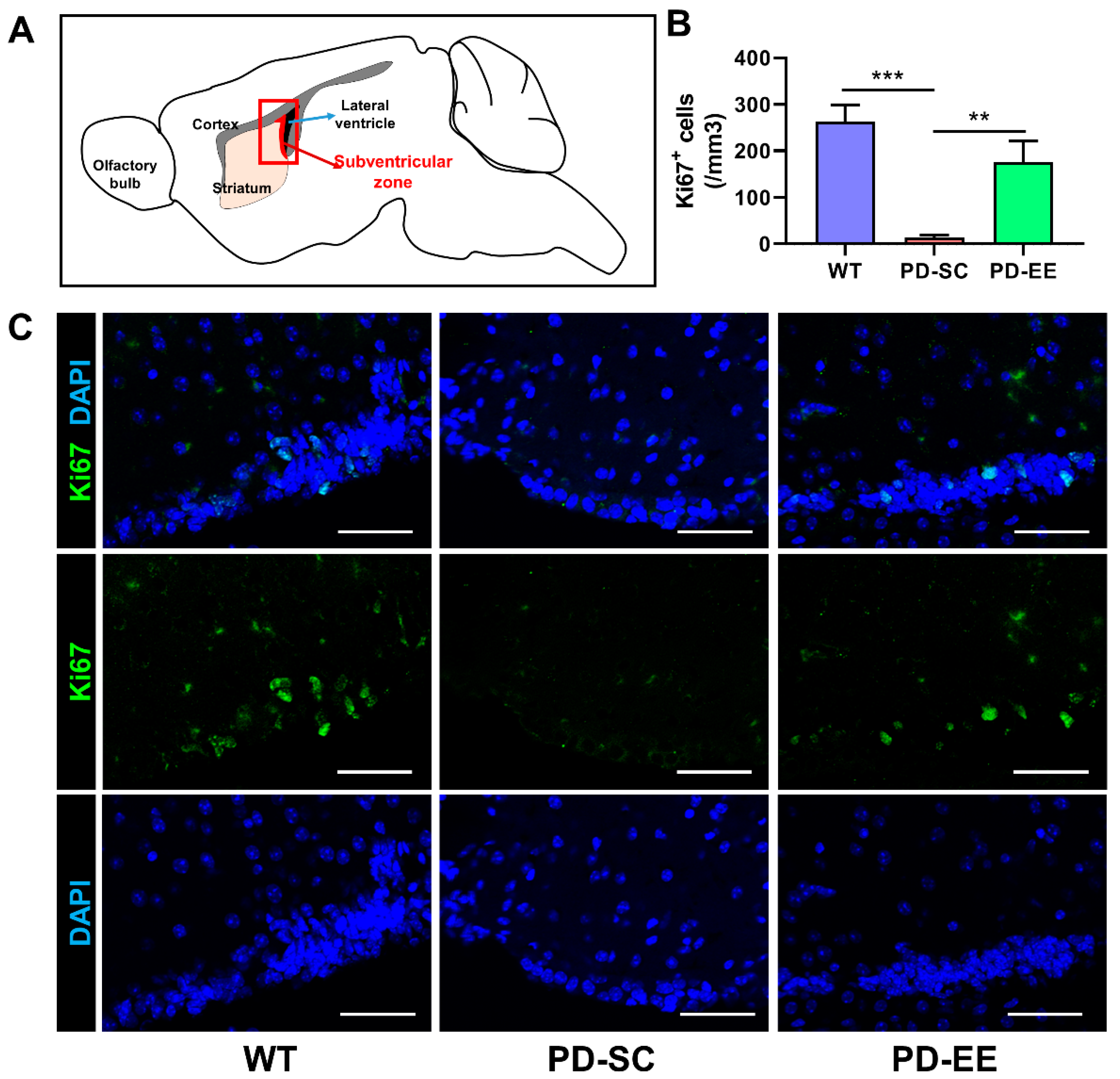 Antioxidants 09 00928 g005