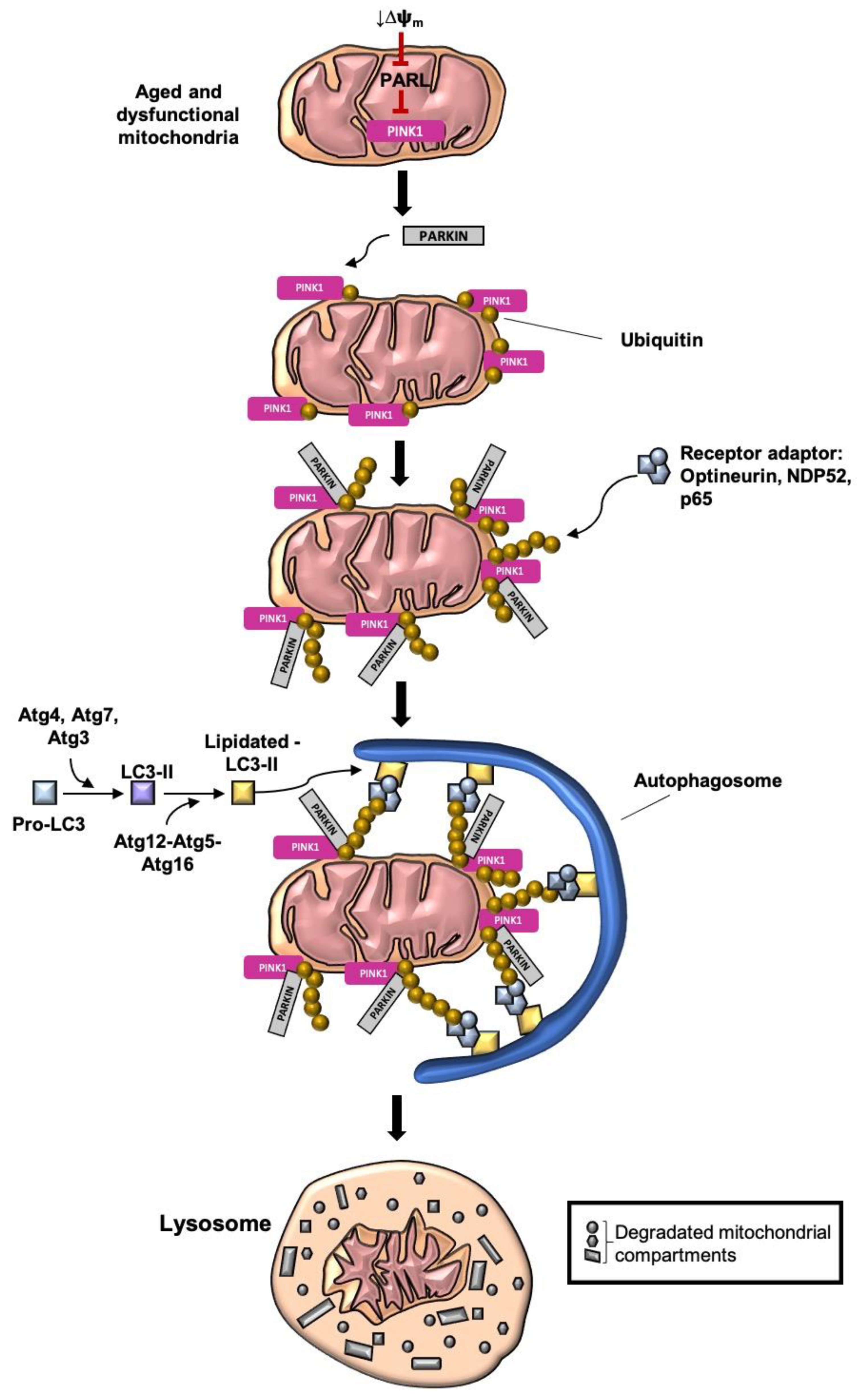Antioxidants 09 00932 g003