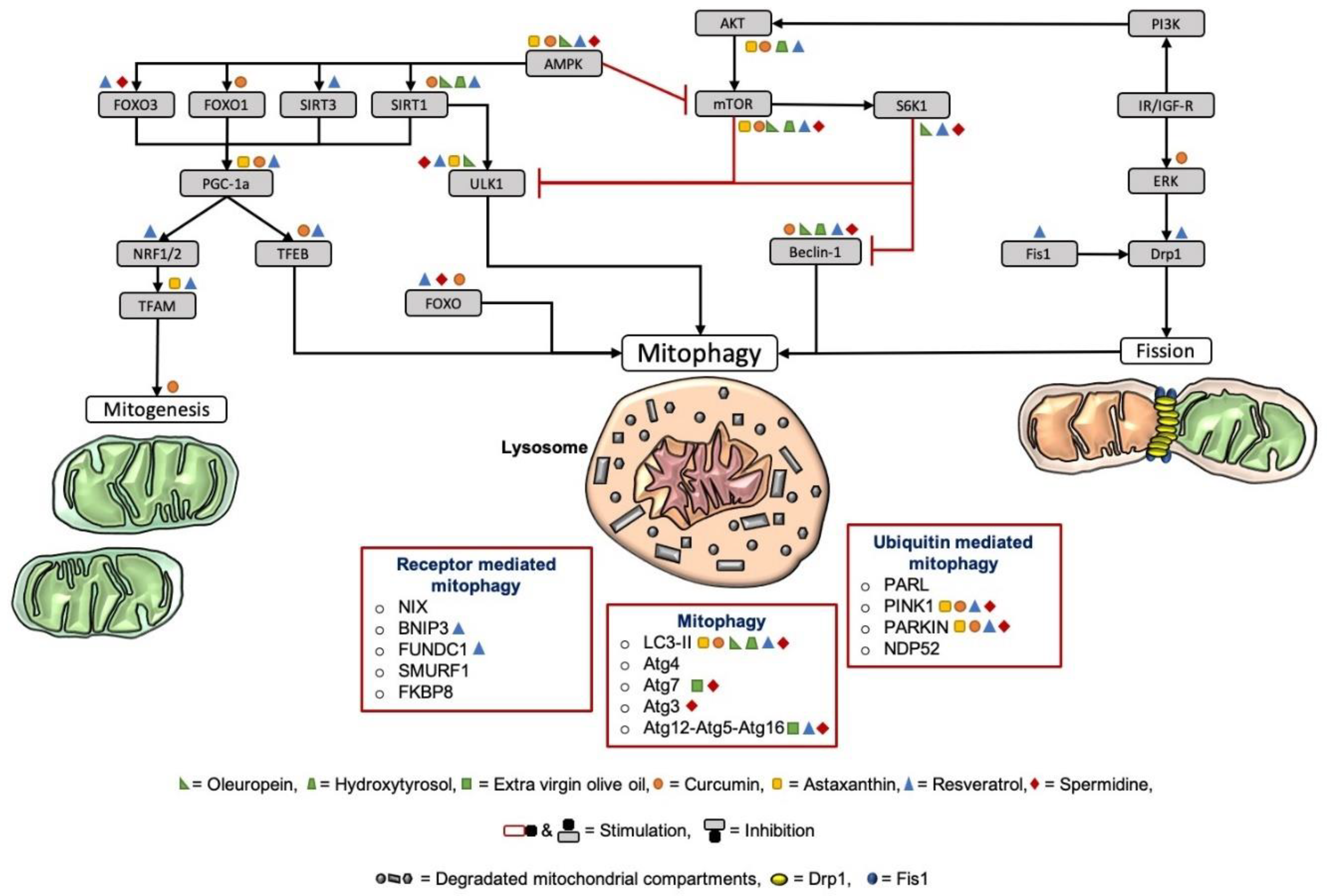 Antioxidants 09 00932 g004