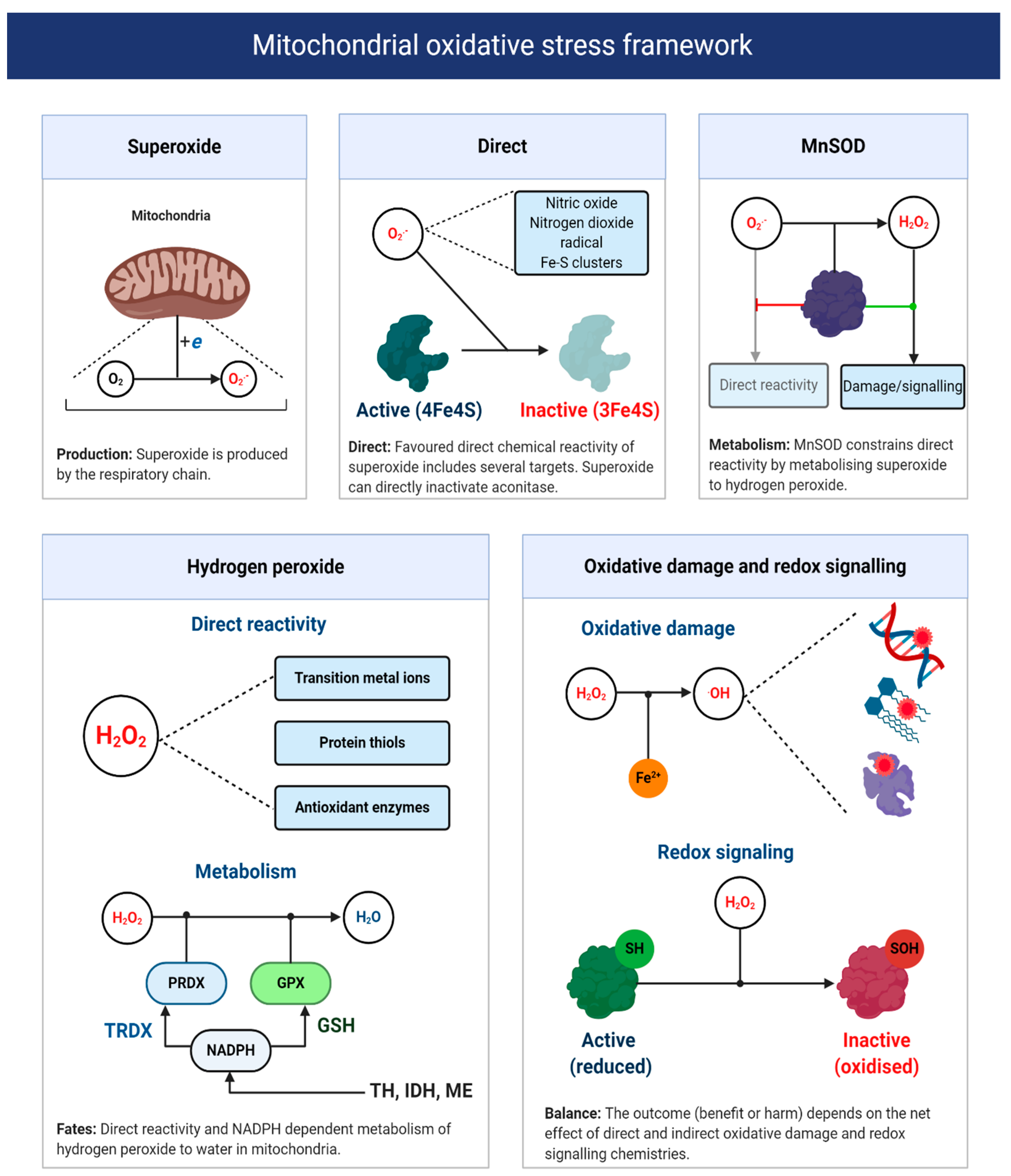 Antioxidants 09 00933 g006