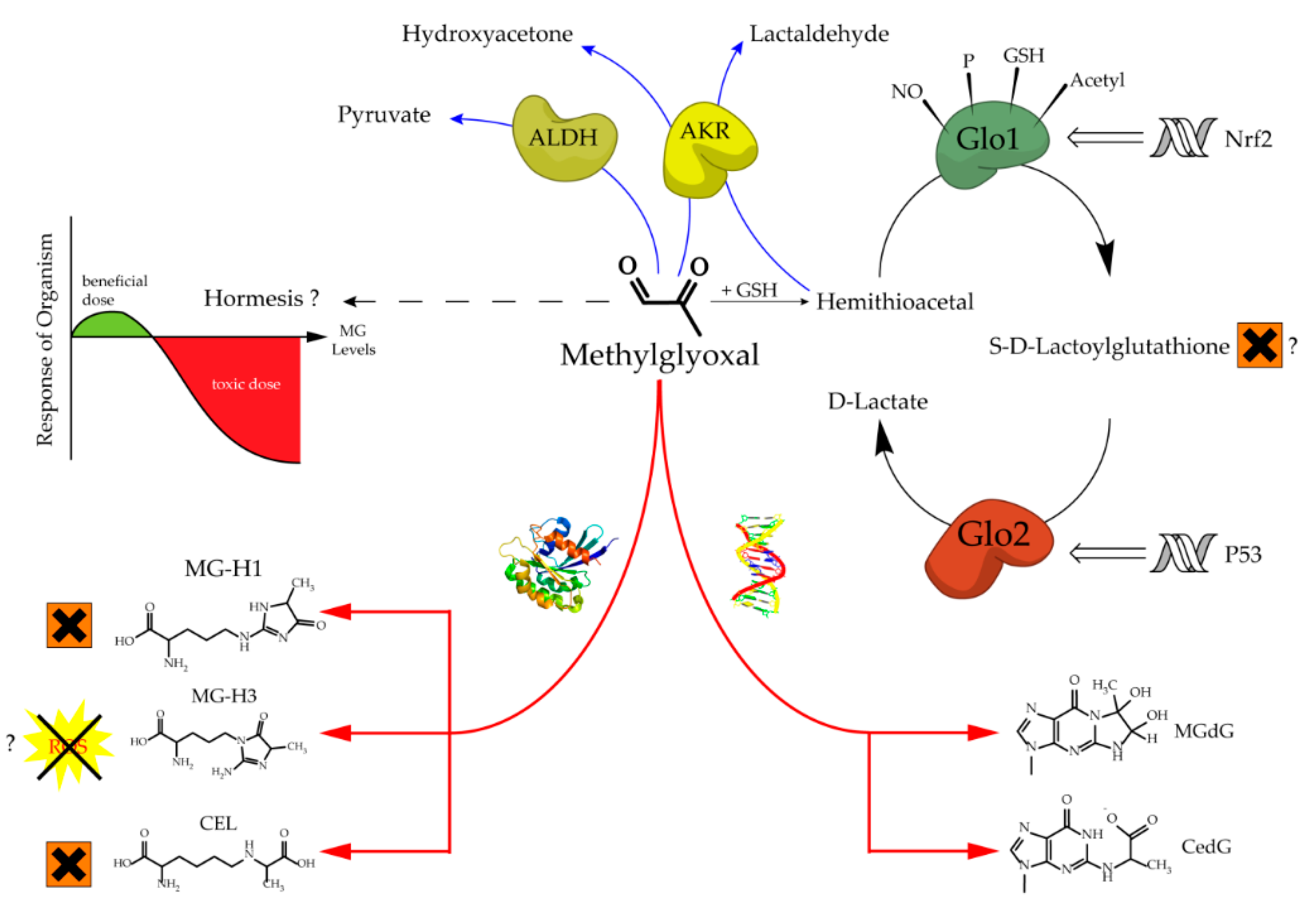 Antioxidants 09 00939 g001