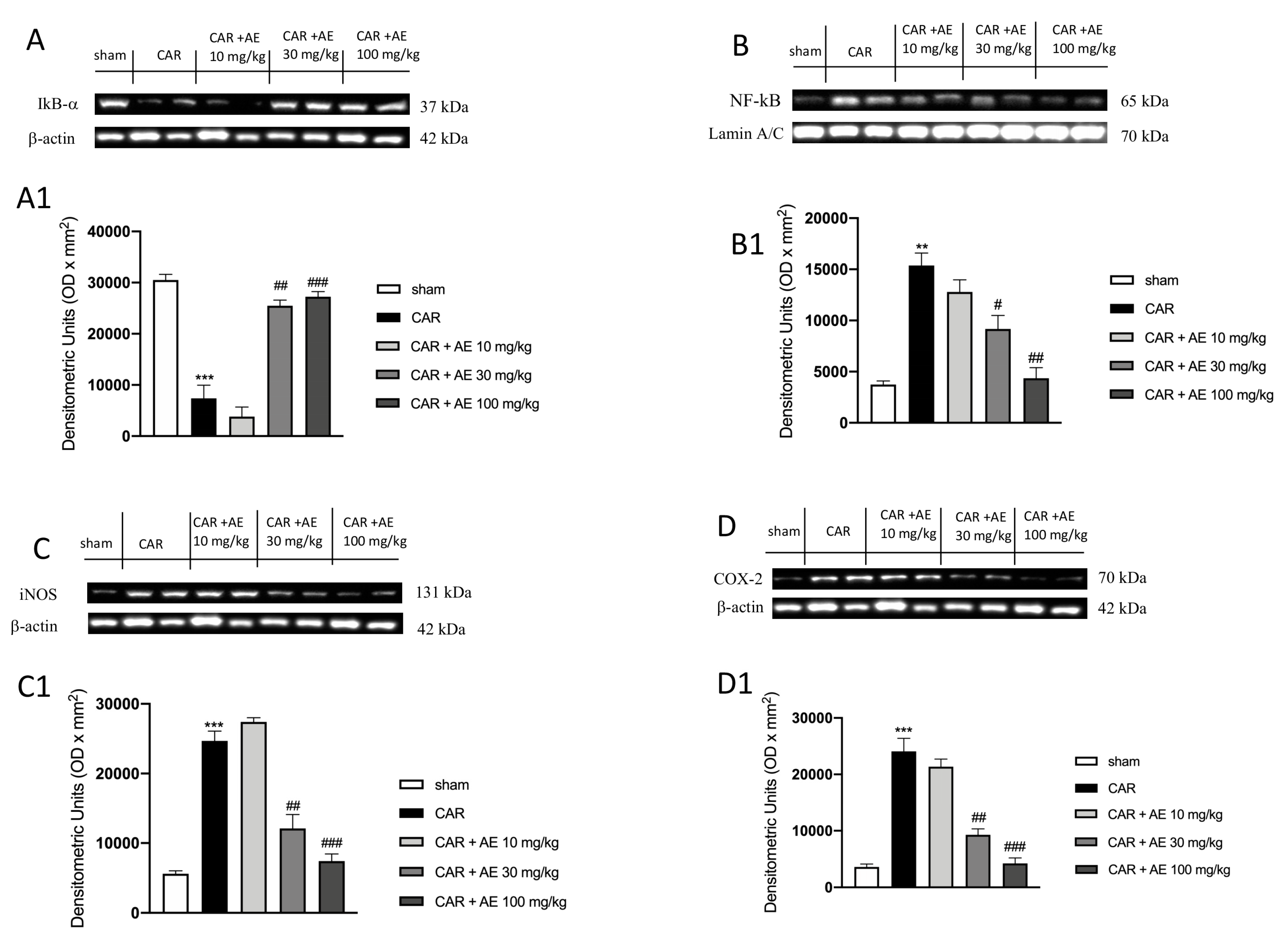 Antioxidants 09 00945 g007 Antioxidants 09 00945 g007