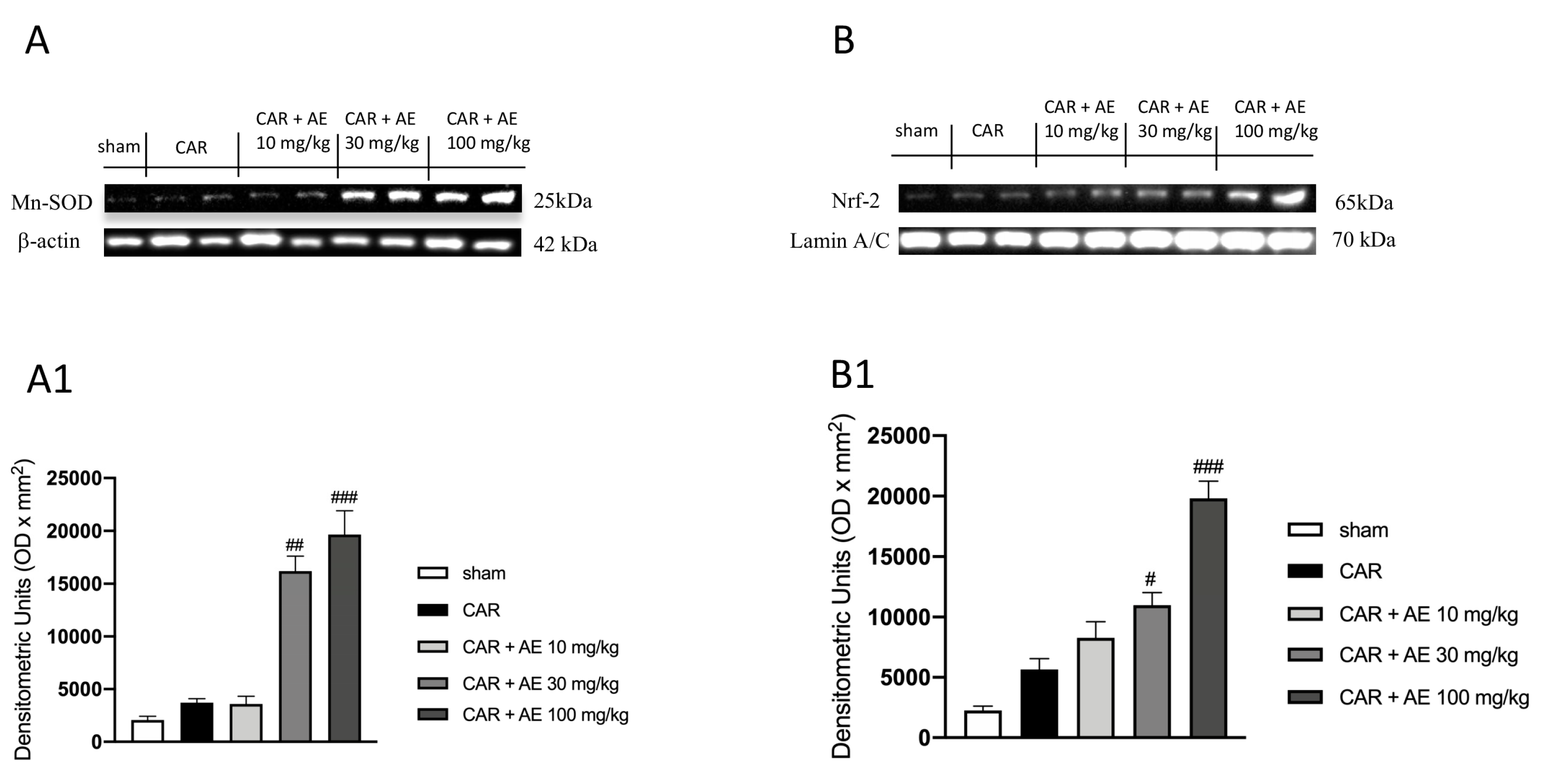 Antioxidants 09 00945 g008 Antioxidants 09 00945 g008