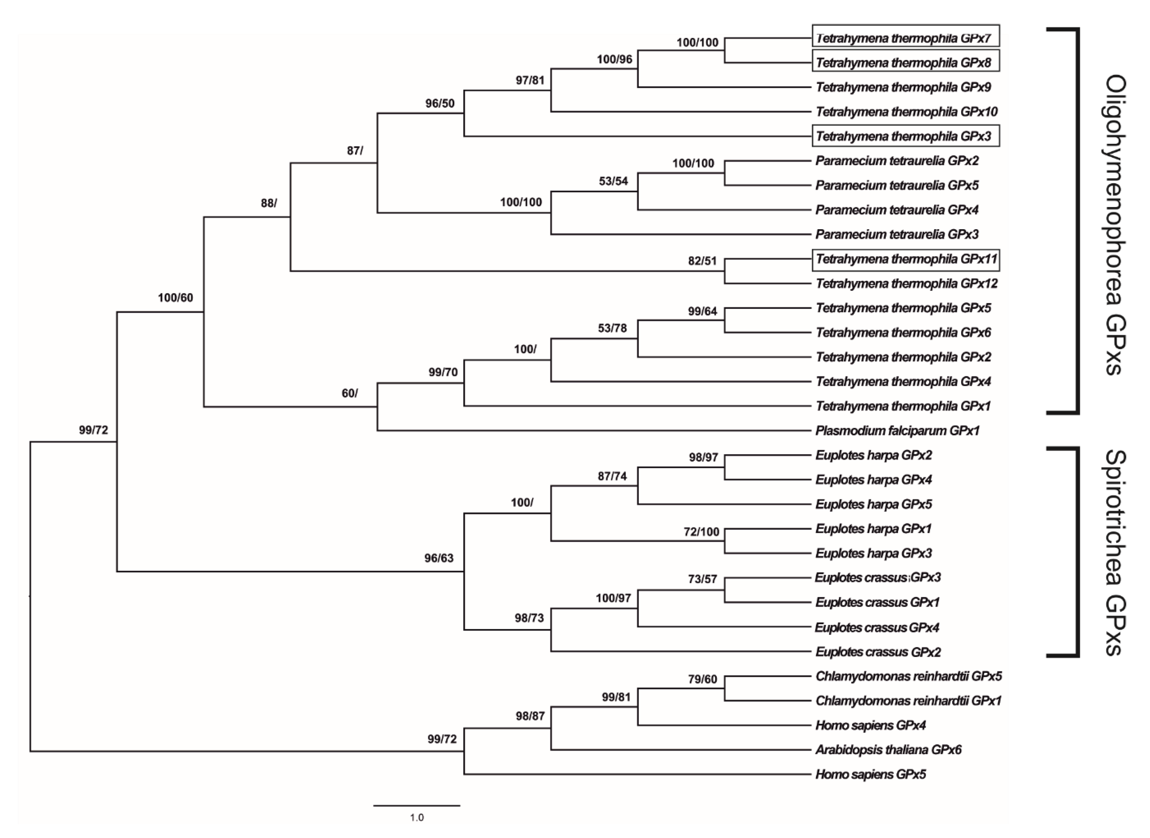 Antioxidants 09 00949 g002