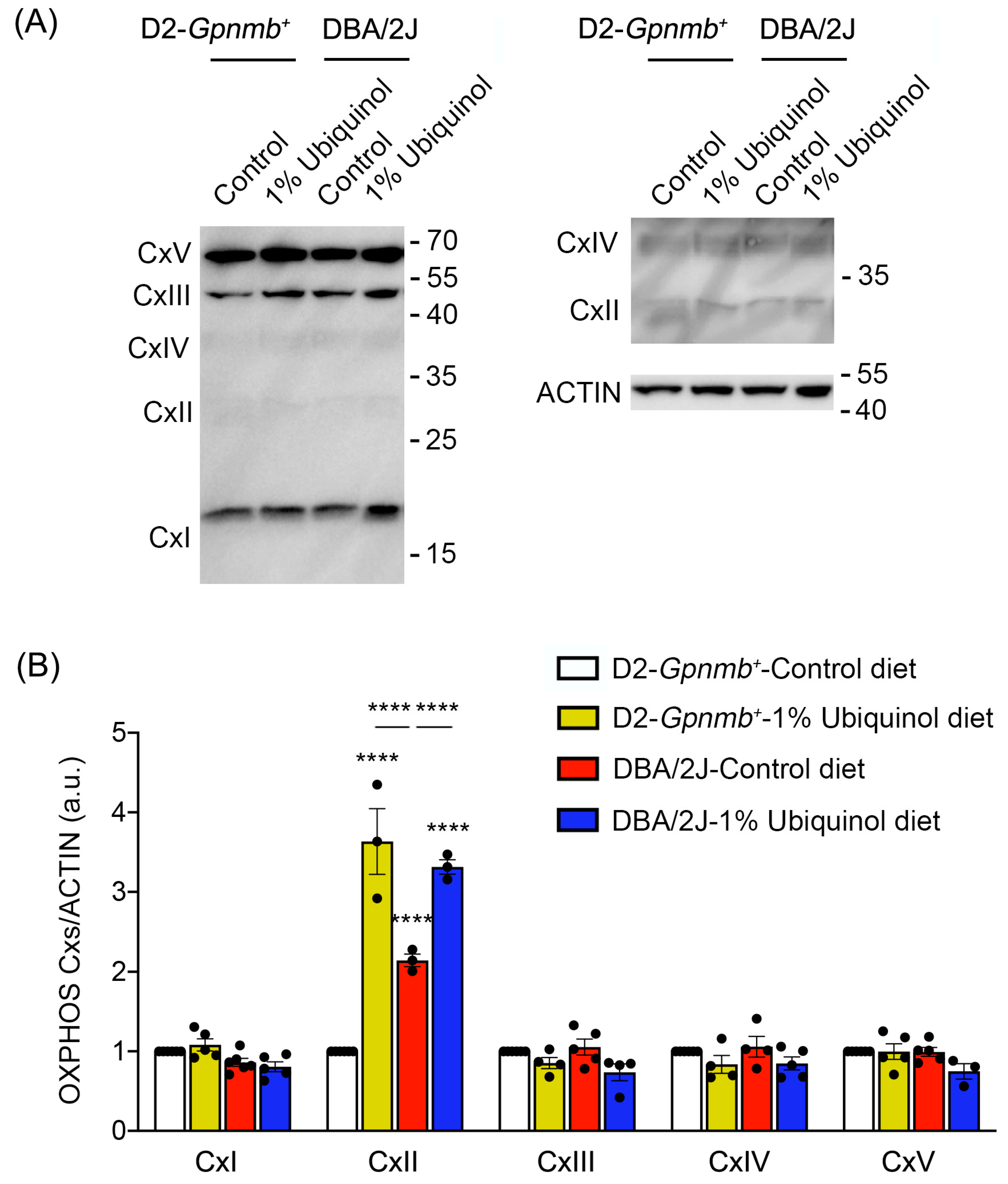 Antioxidants 09 00952 g005