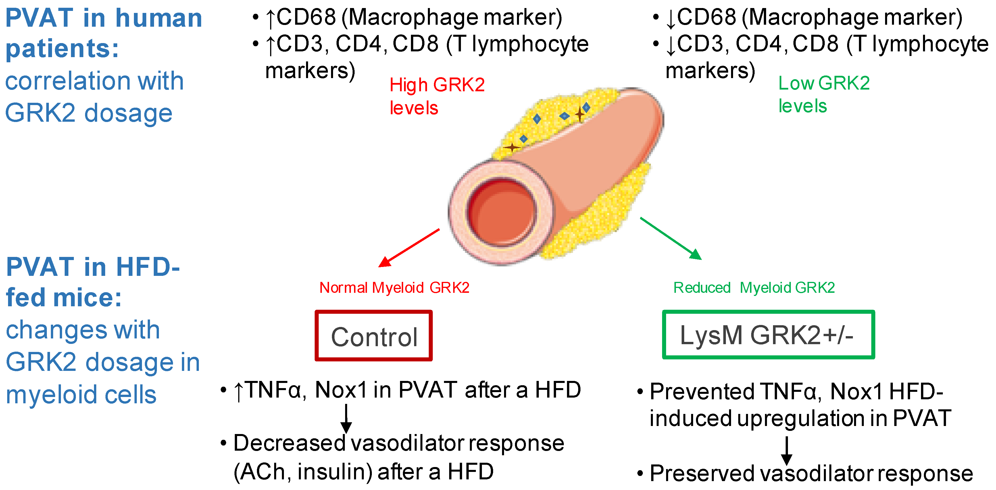 Antioxidants 09 00953 g006