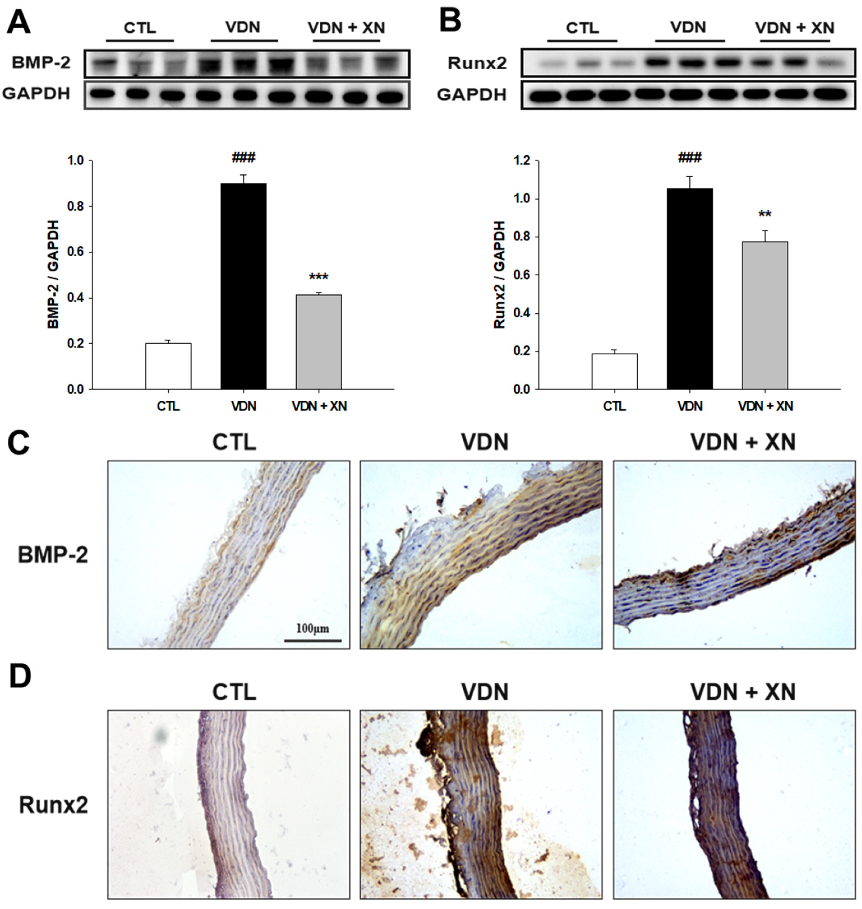 Antioxidants 09 00956 g005