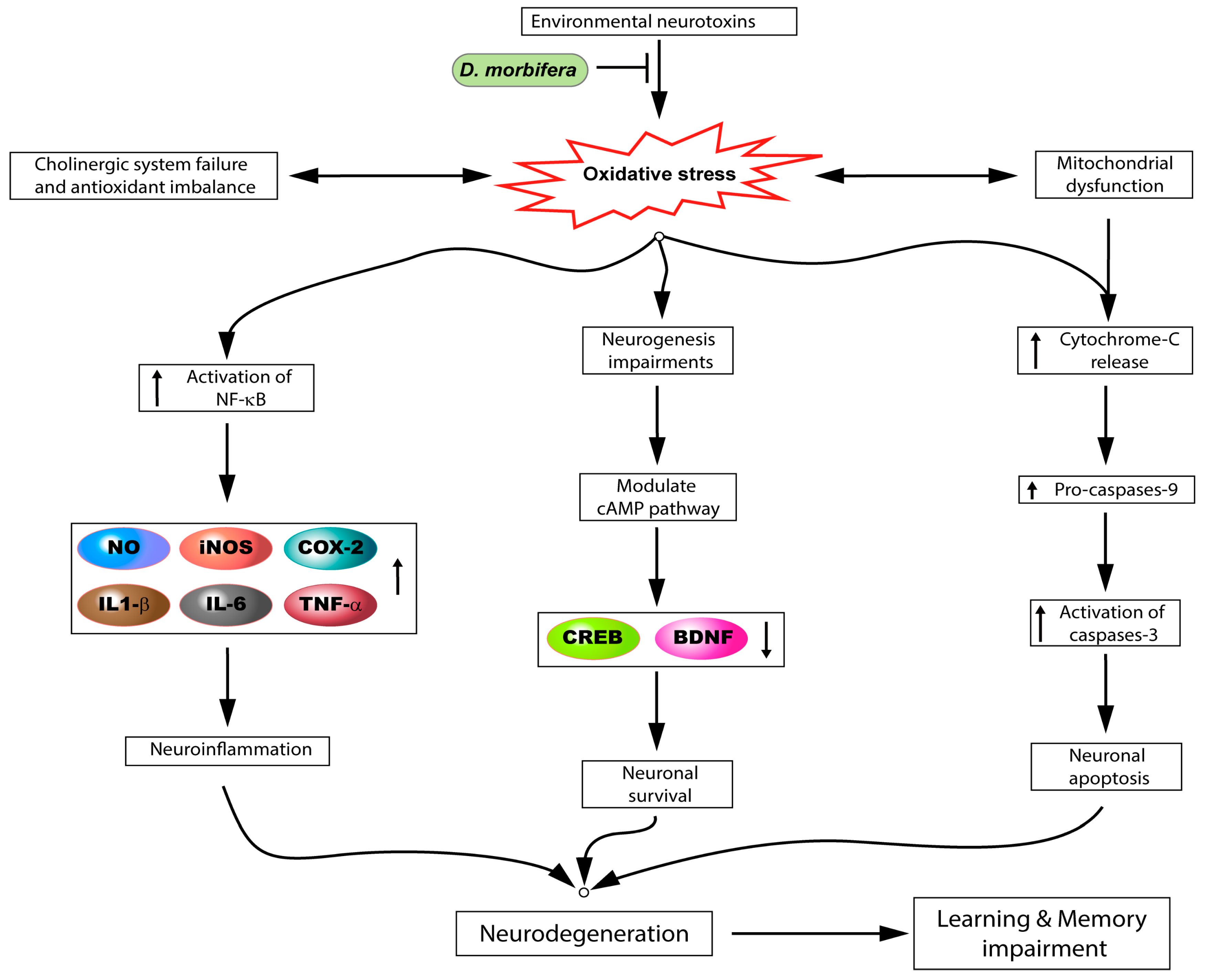 Antioxidants 09 00962 g003