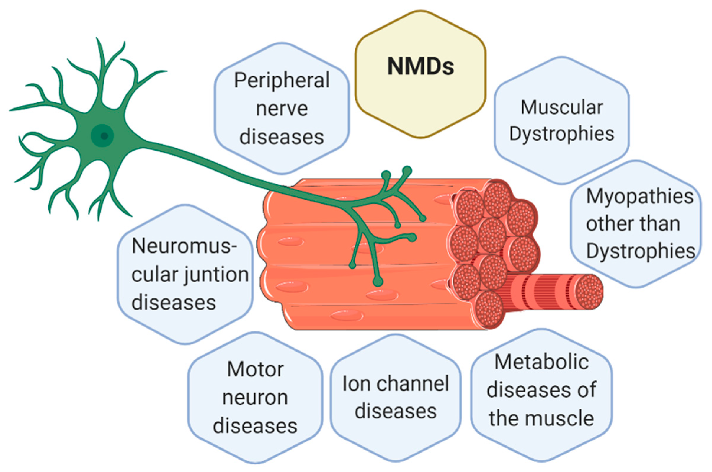 Antioxidants 09 00964 g001 Antioxidants 09 00964 g001