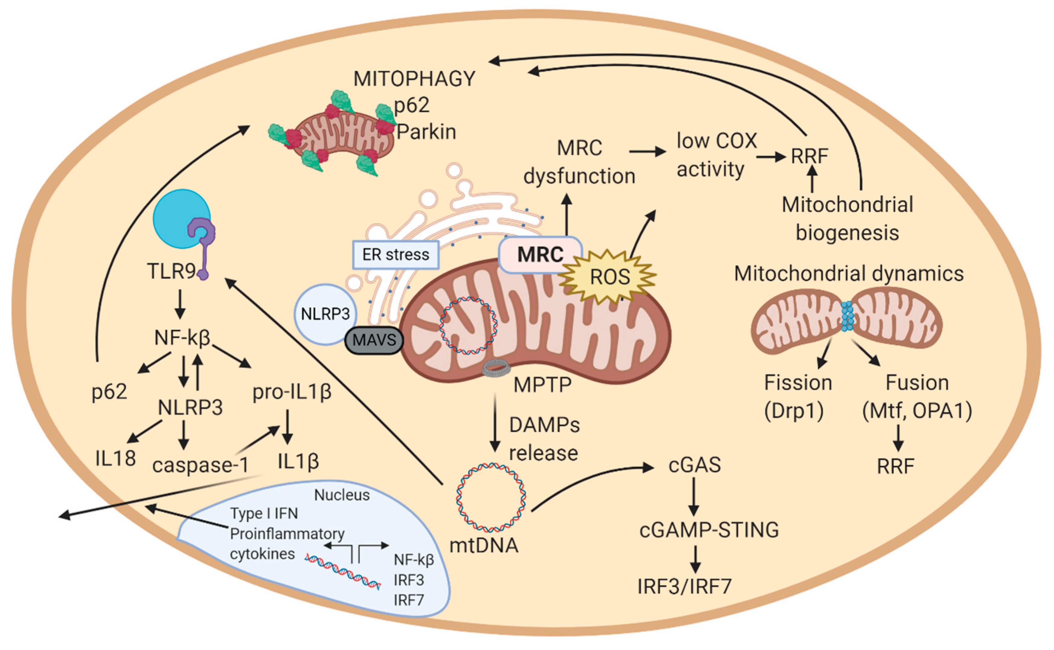 Antioxidants 09 00964 g002 Antioxidants 09 00964 g002