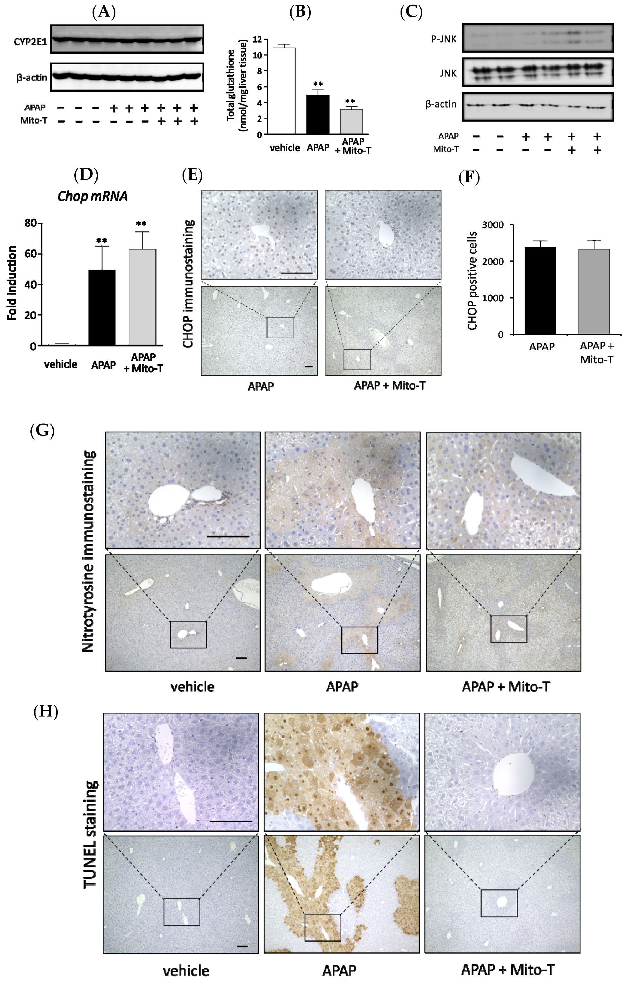 Antioxidants 09 00965 g002