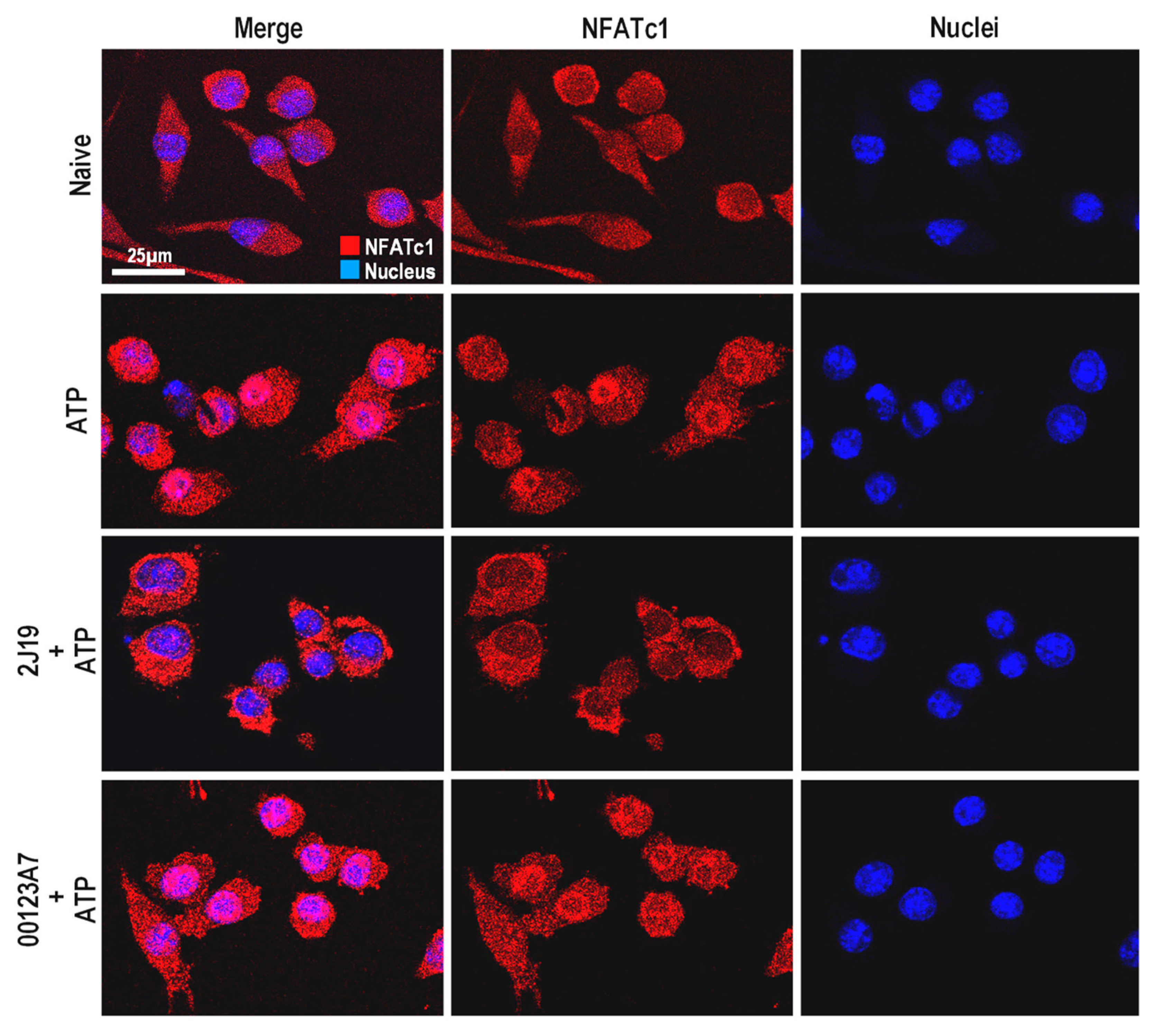 Antioxidants 09 00970 g004 Antioxidants 09 00970 g004
