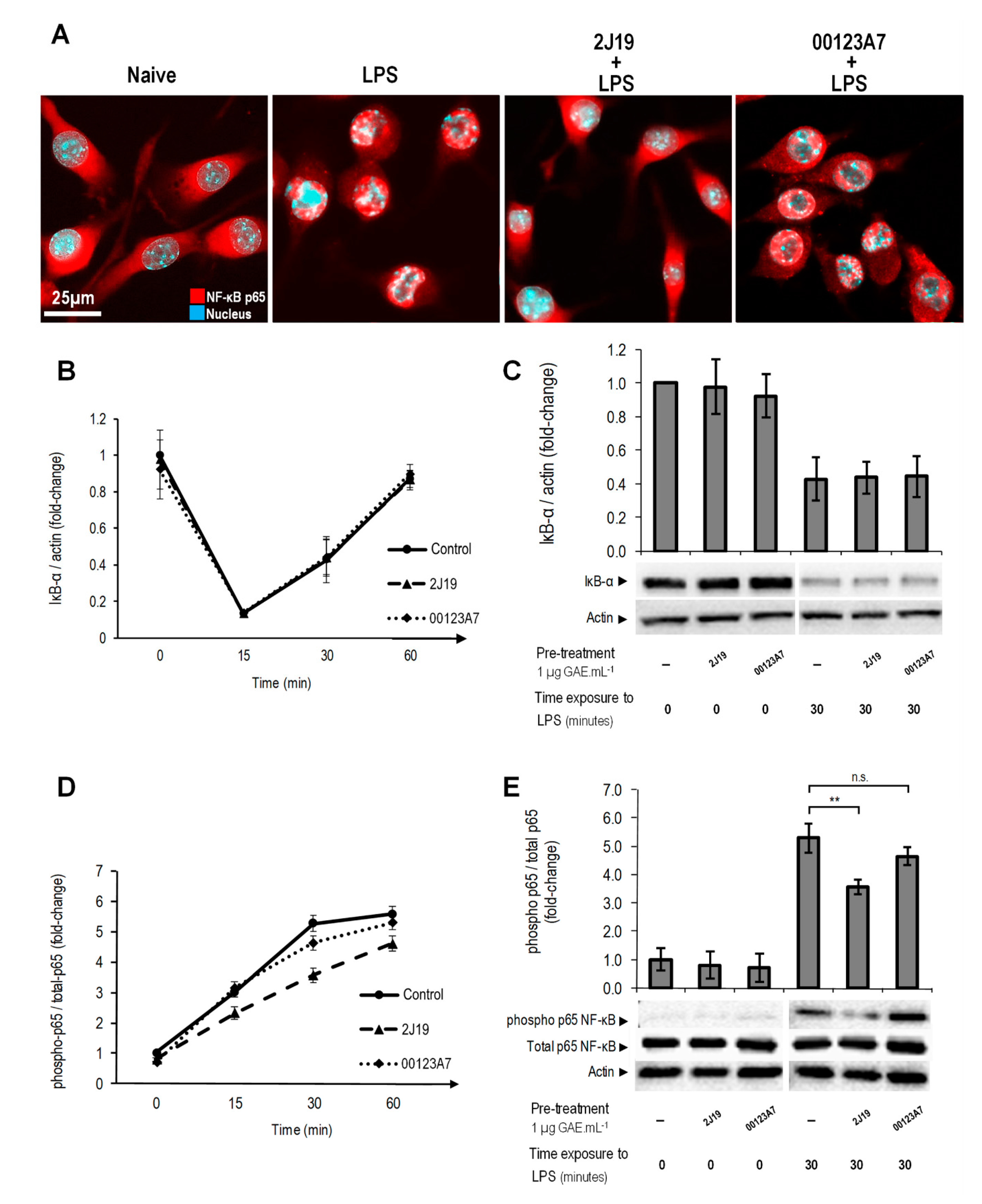 Antioxidants 09 00970 g005 Antioxidants 09 00970 g005