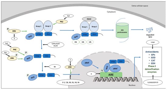 Antioxidants 09 00973 g001