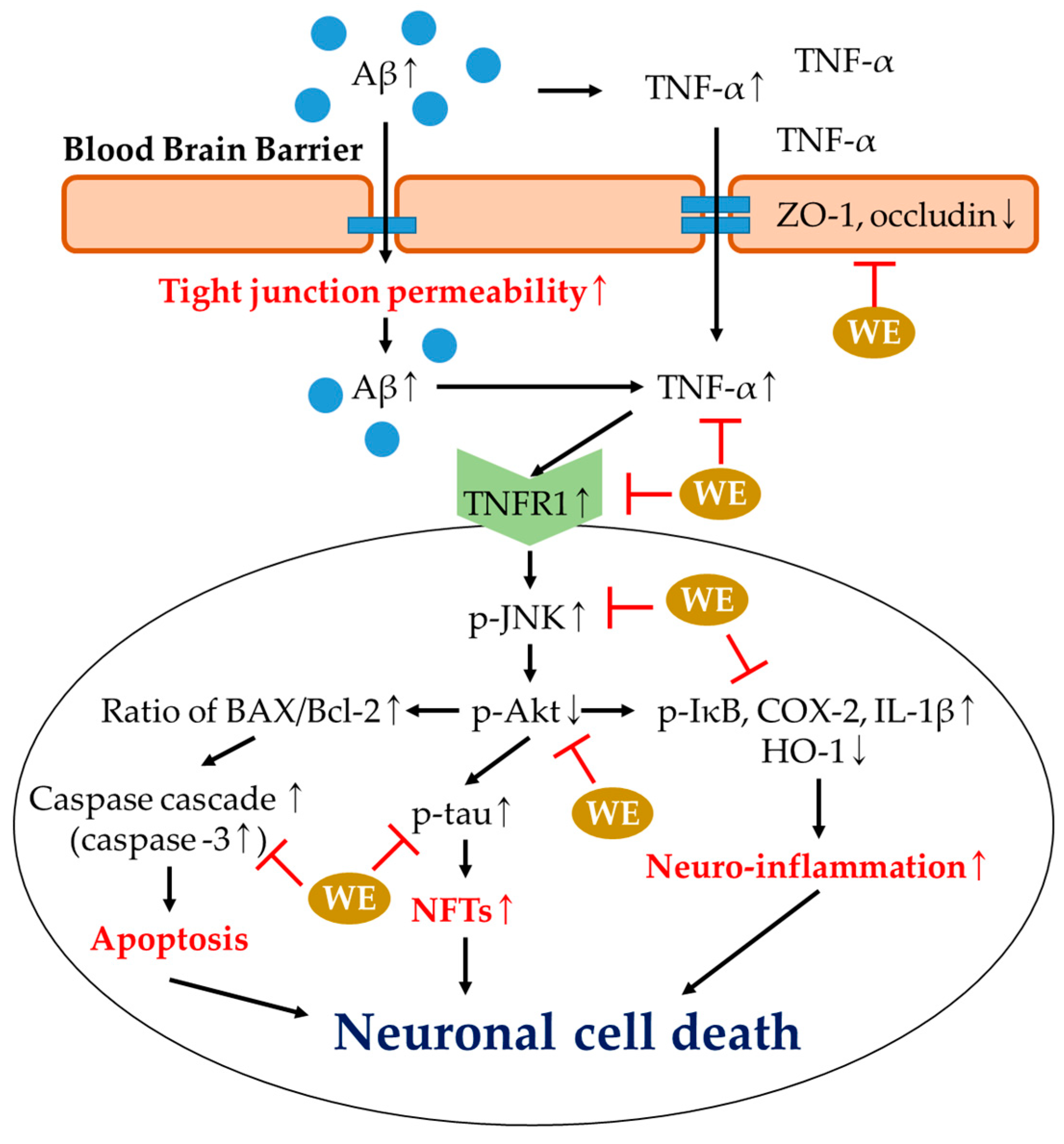 Antioxidants 09 00976 g010 Antioxidants 09 00976 g010