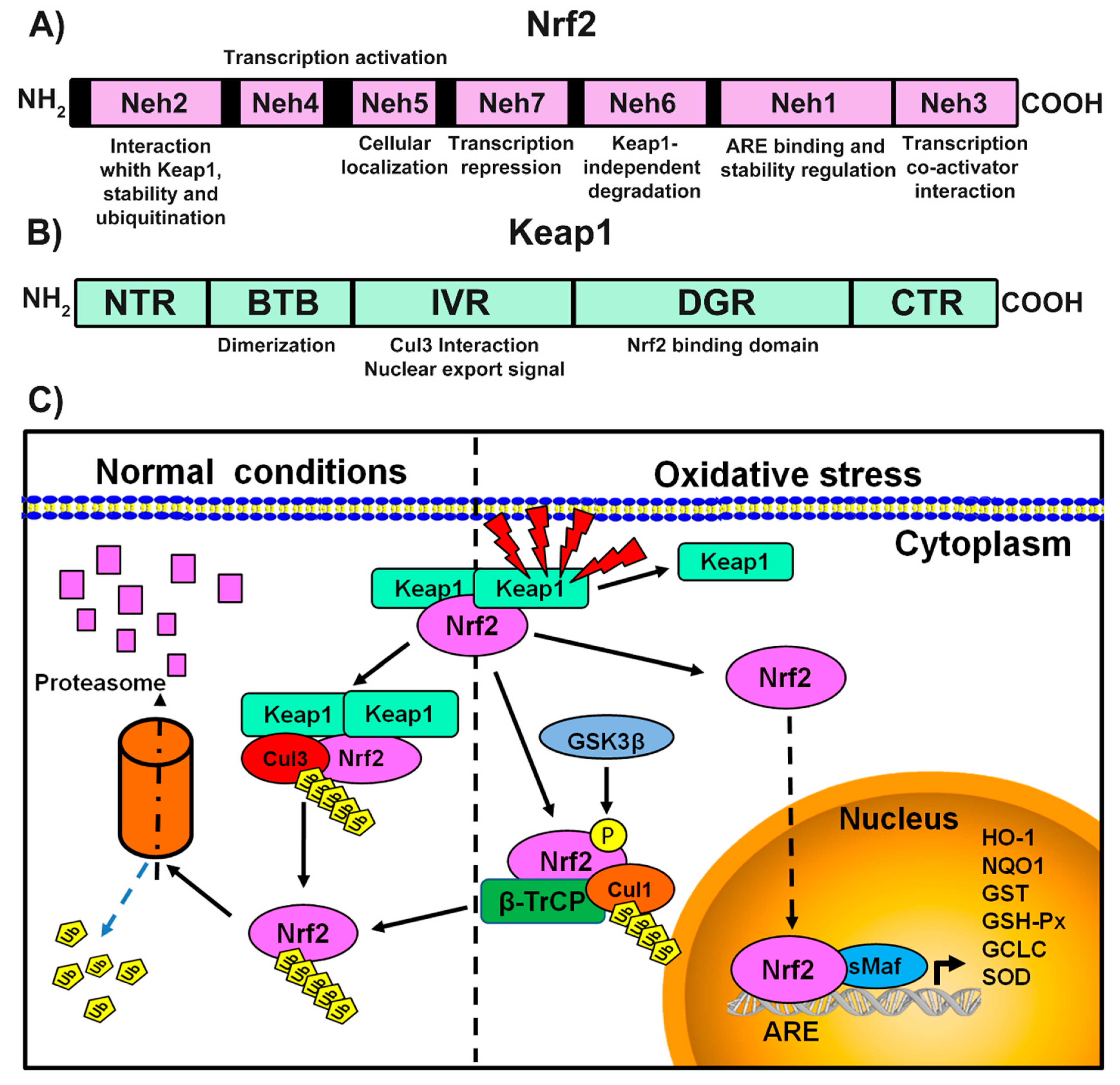 Antioxidants 09 00980 g001