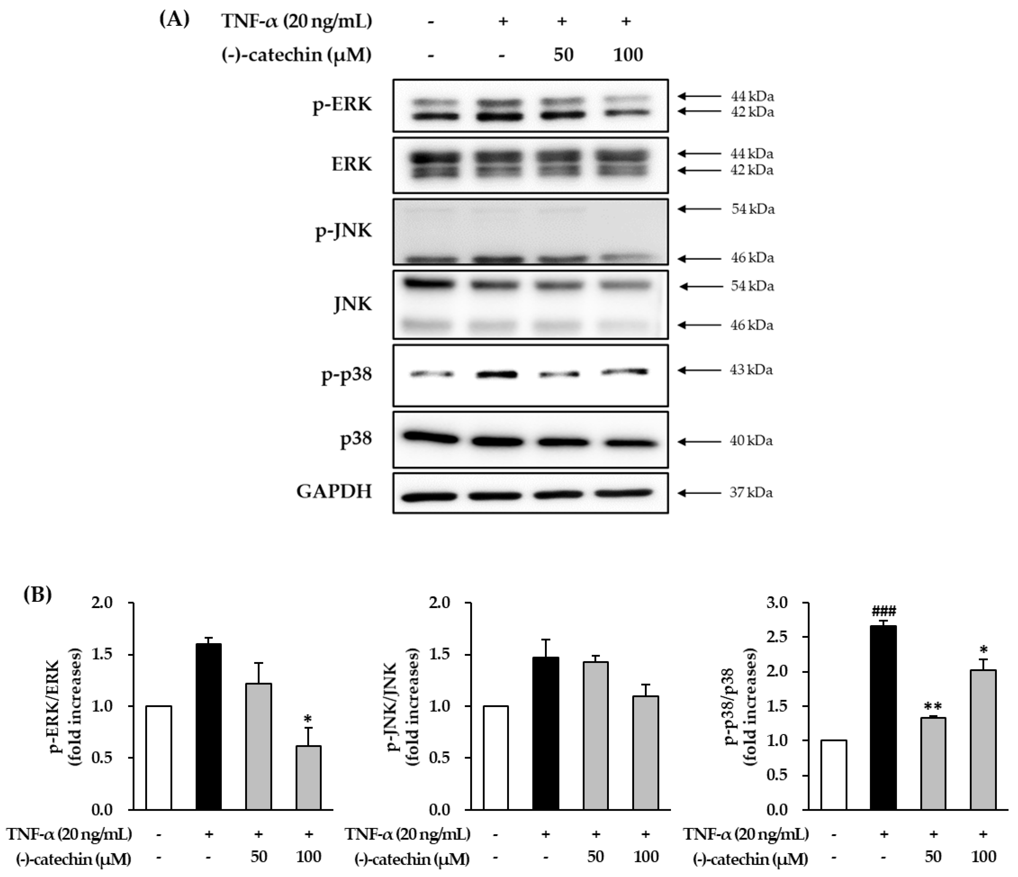 Antioxidants 09 00981 g004 Antioxidants 09 00981 g004
