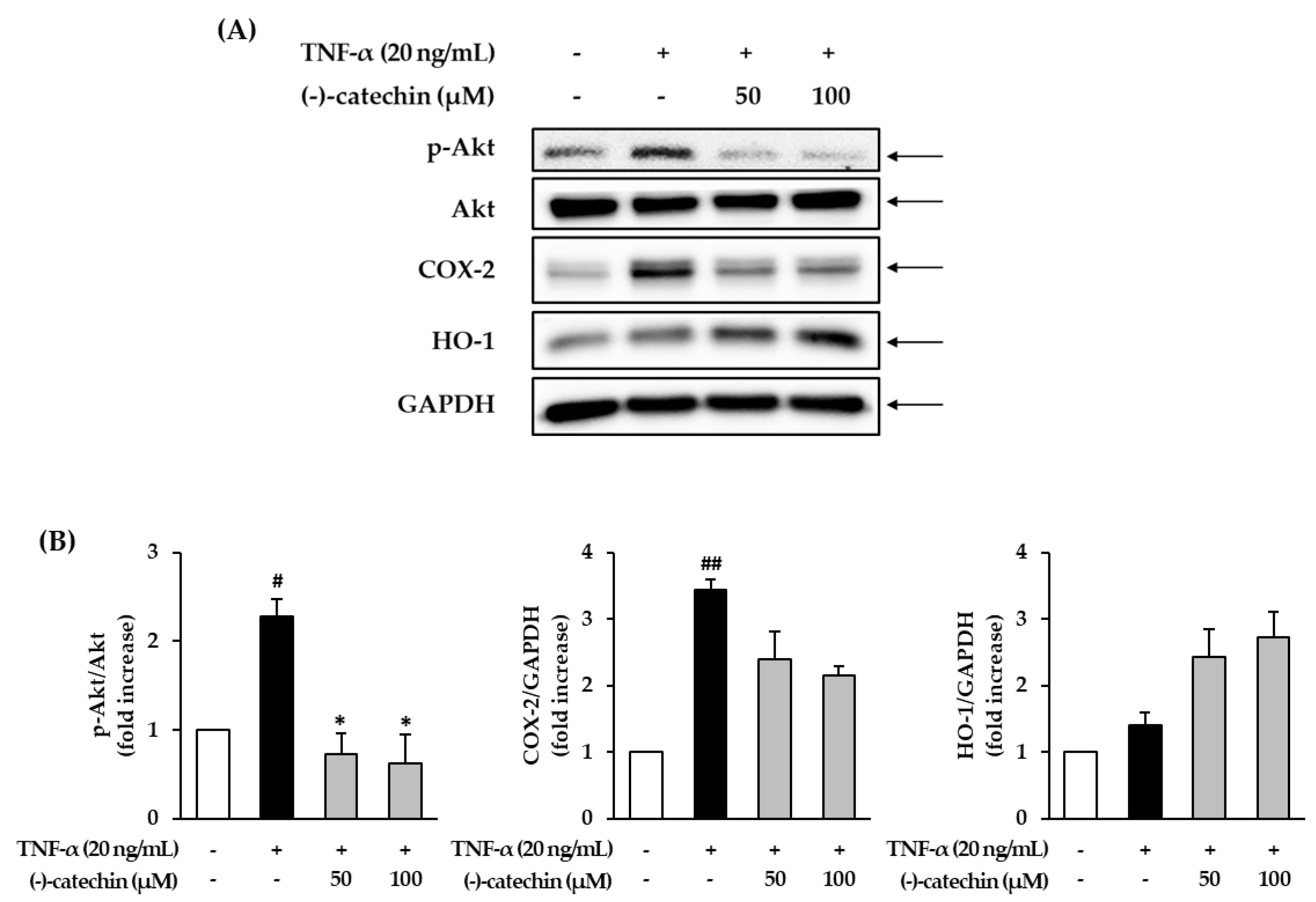 Antioxidants 09 00981 g005 Antioxidants 09 00981 g005