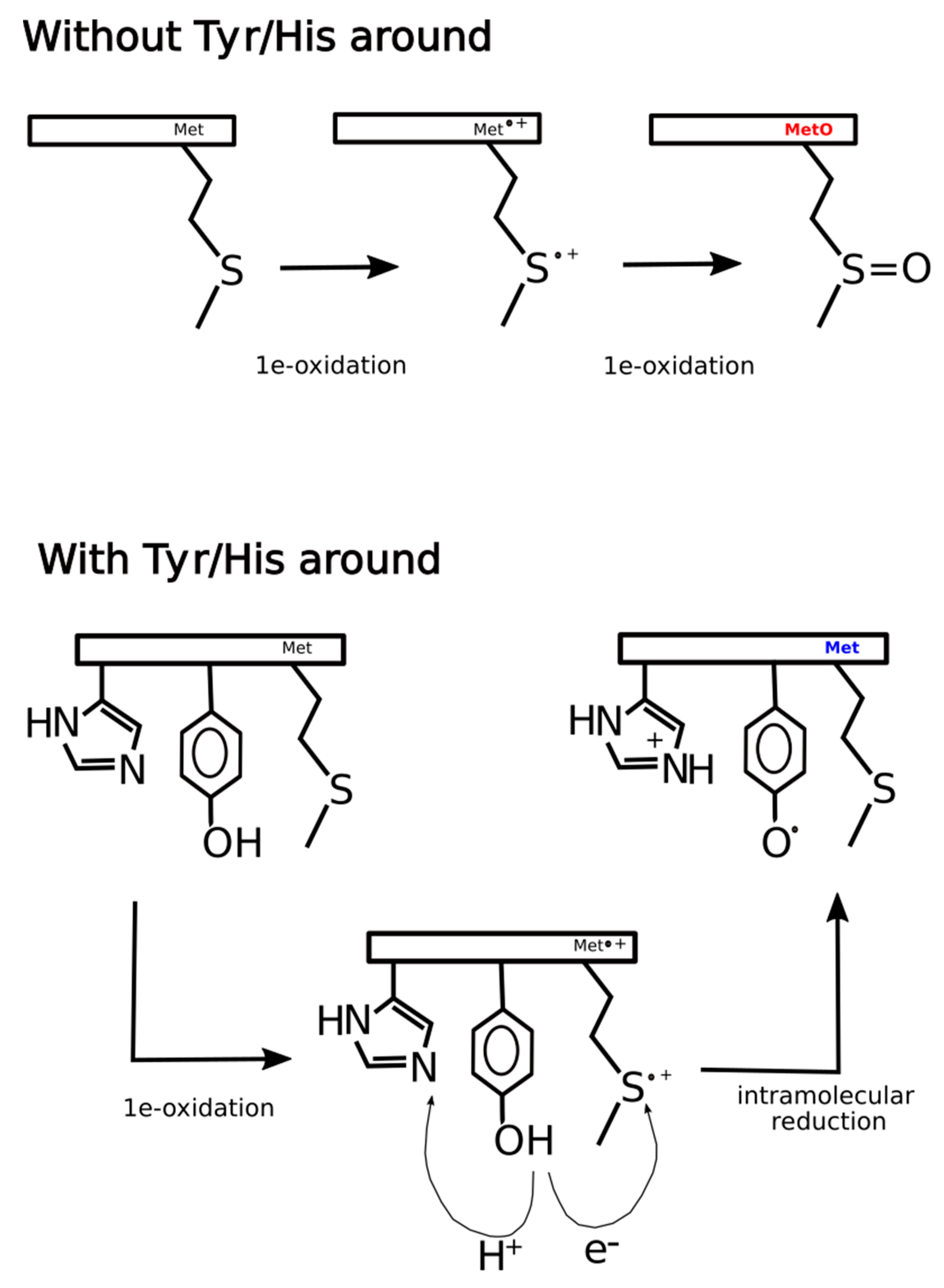 Antioxidants 09 00987 g011