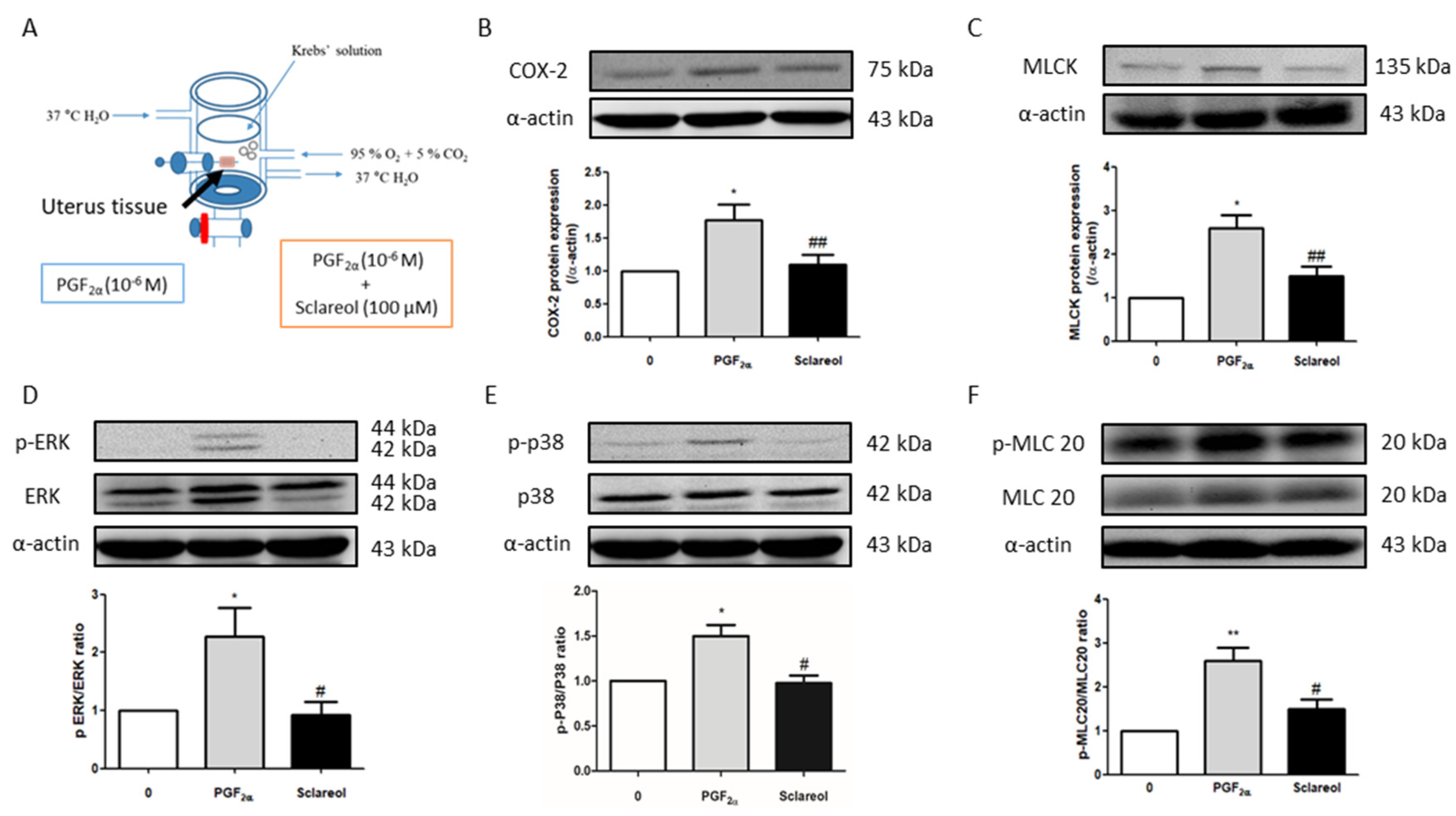 Antioxidants 09 00991 g005