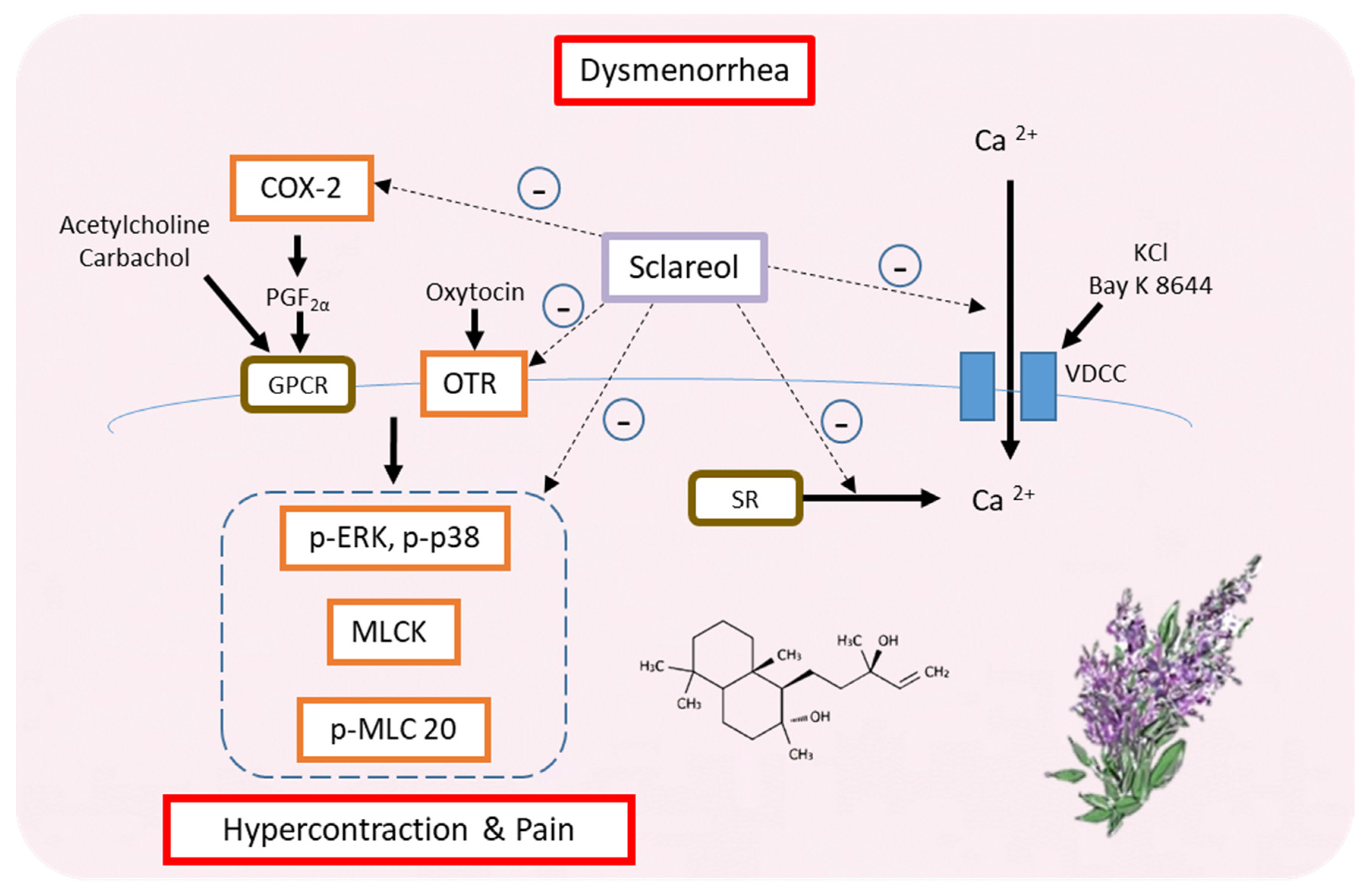 Antioxidants 09 00991 g008