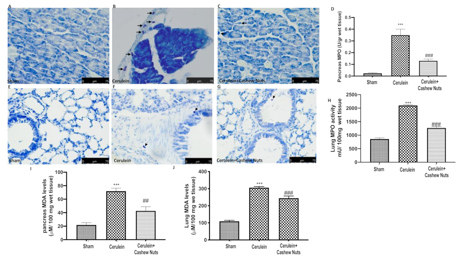 Antioxidants 09 00992 g002