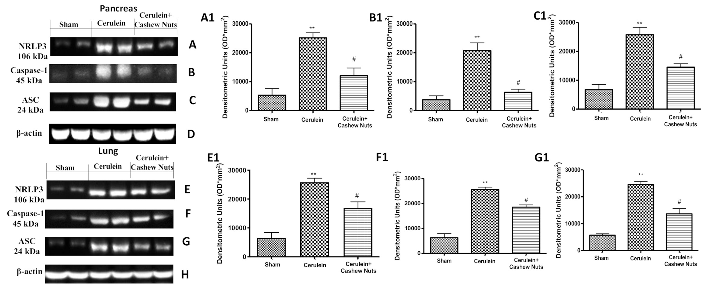Antioxidants 09 00992 g006