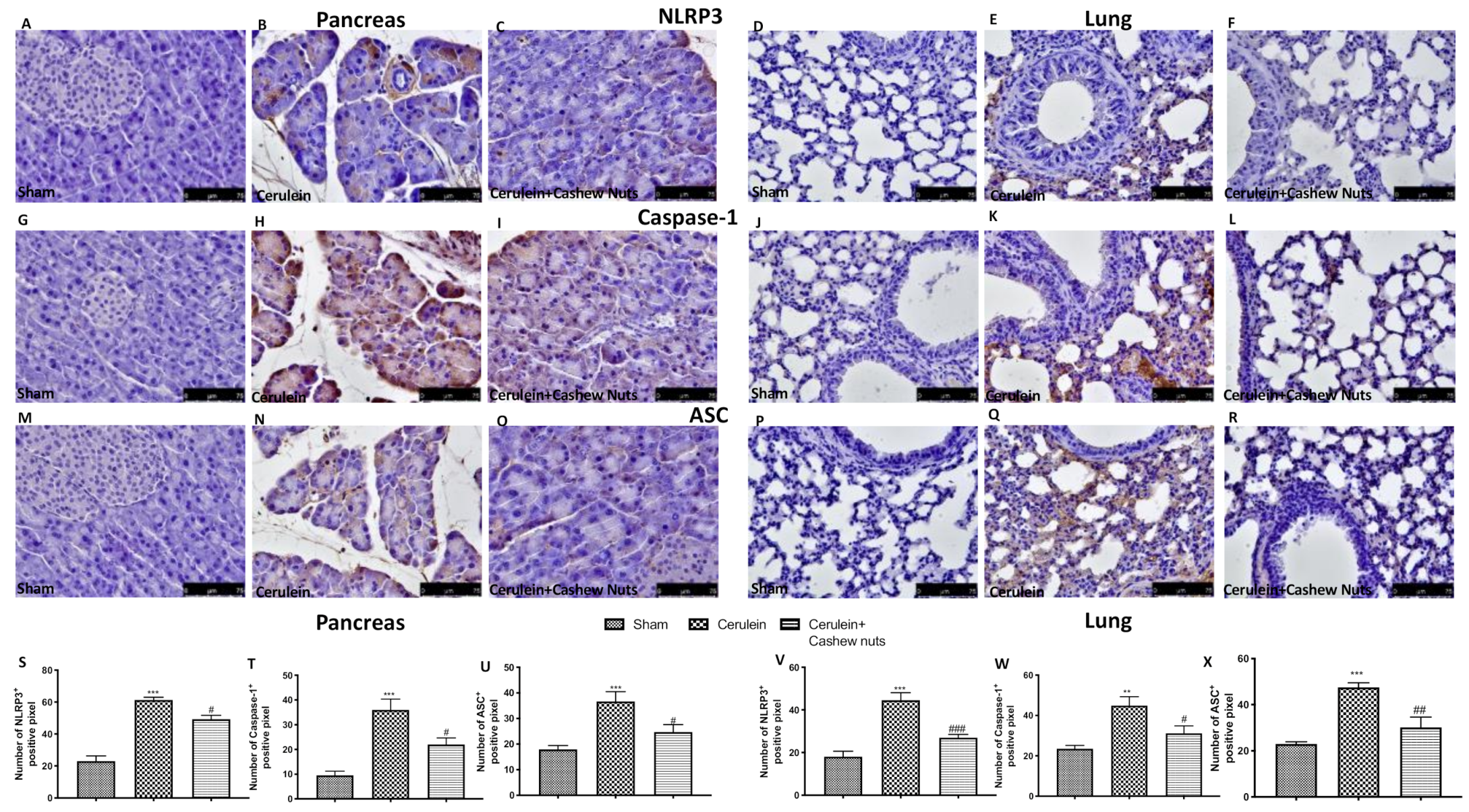 Antioxidants 09 00992 g007