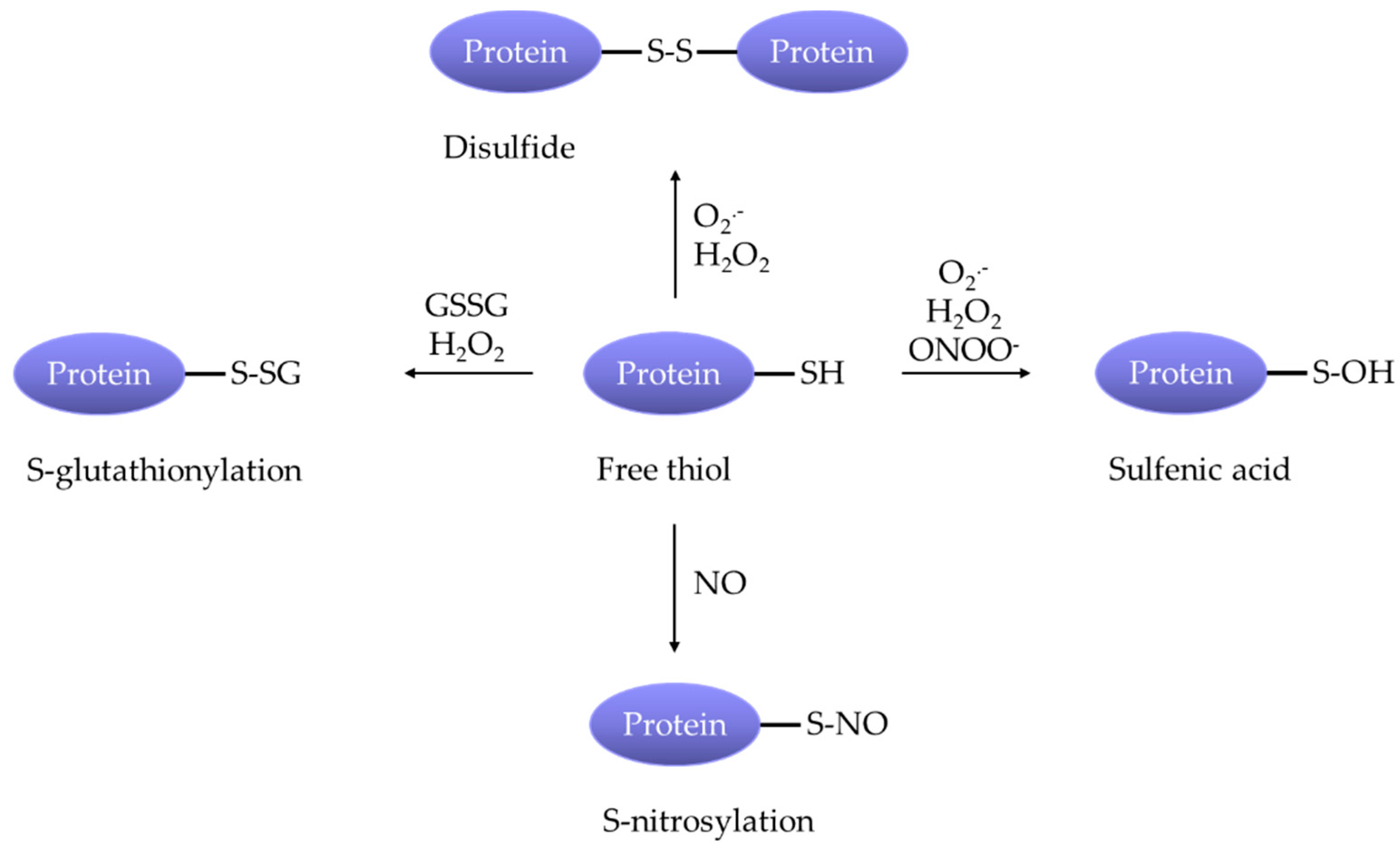 Antioxidants 09 00999 g003