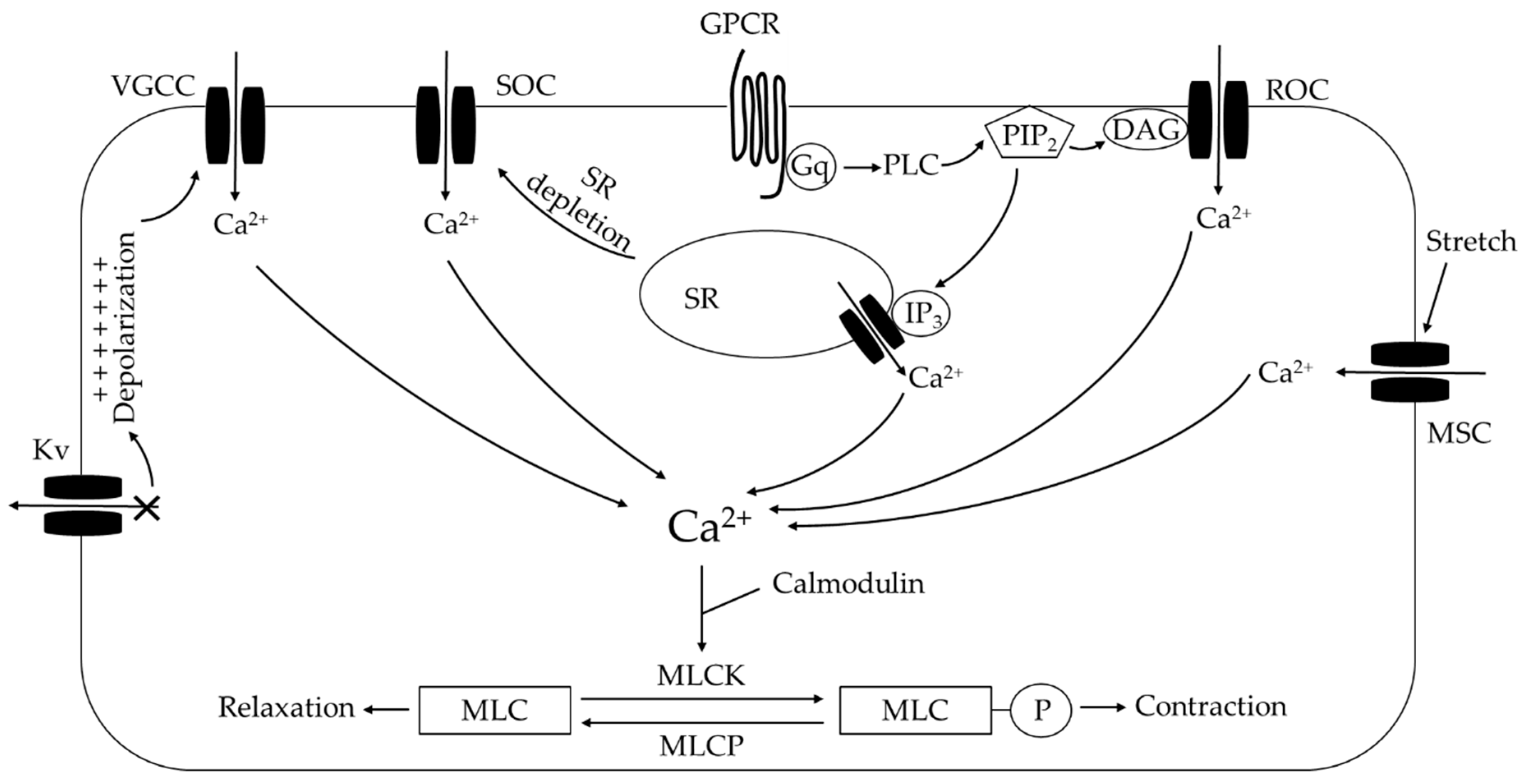 Antioxidants 09 00999 g004