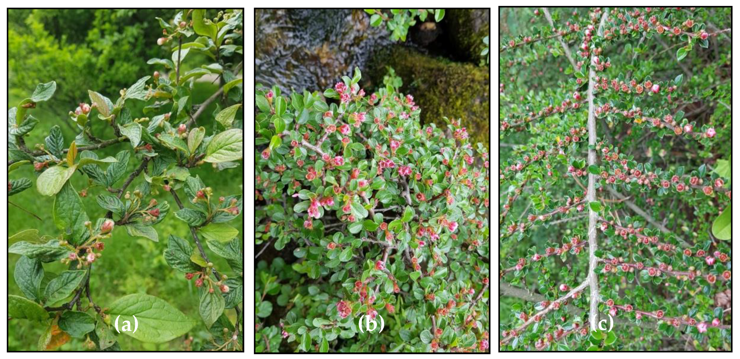 Antioxidants 09 01002 g001