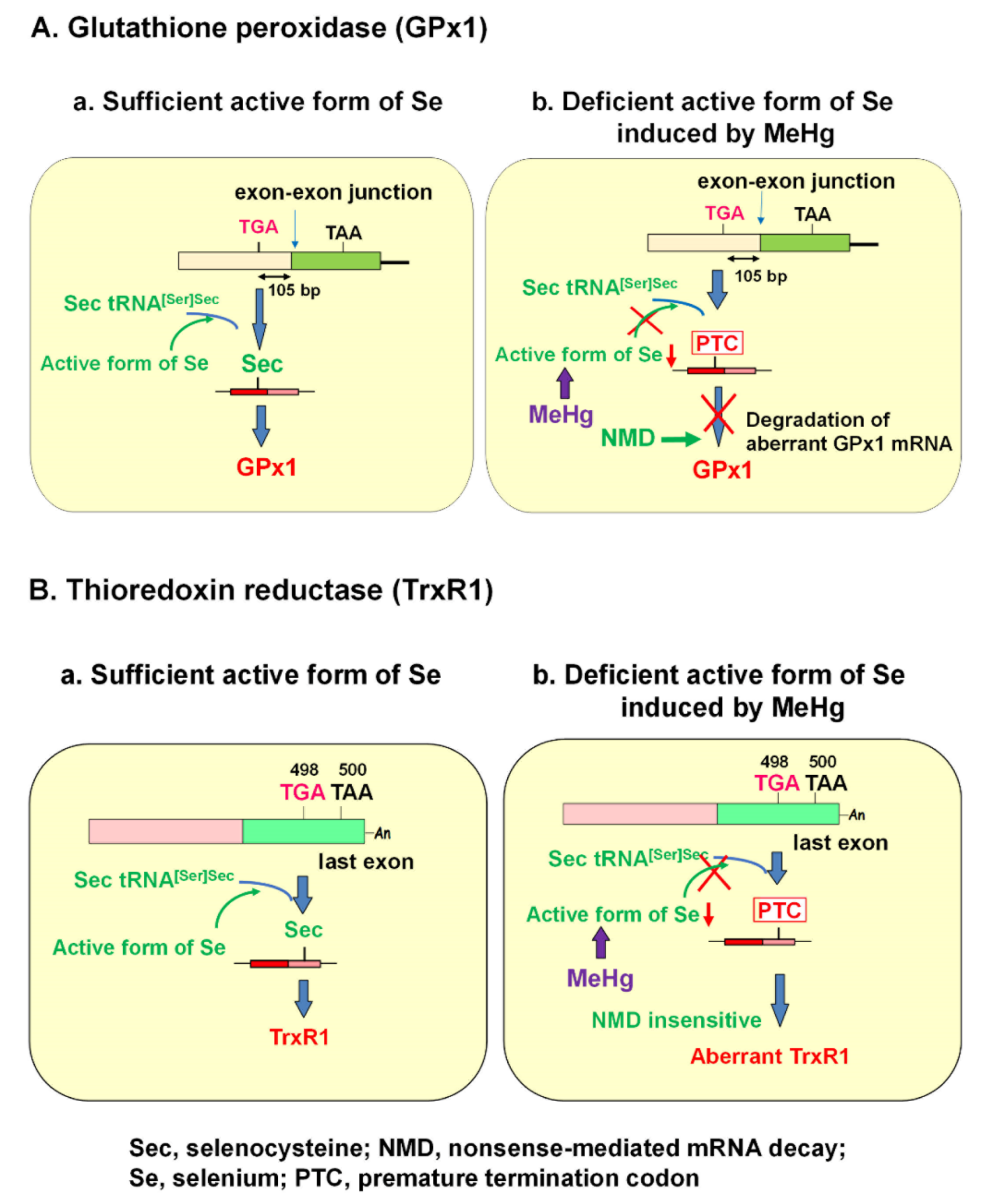 Antioxidants 09 01004 g001 Antioxidants 09 01004 g001