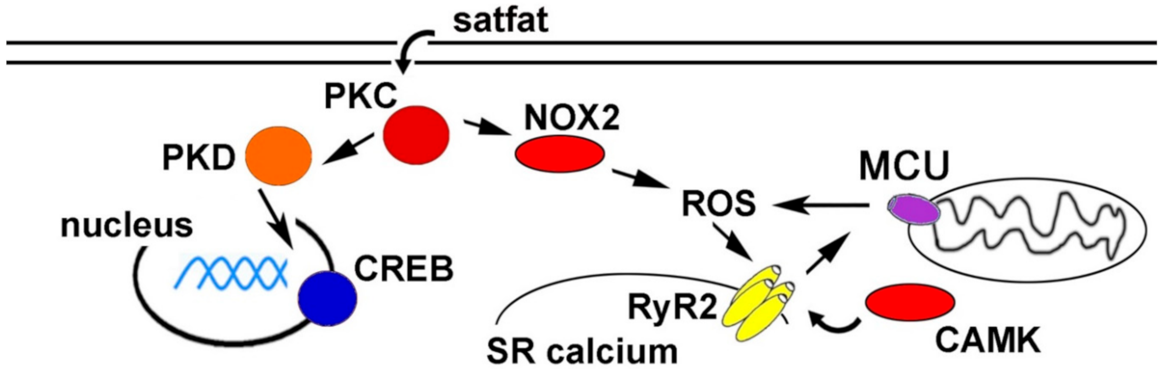 Antioxidants 09 01012 g001 Antioxidants 09 01012 g001