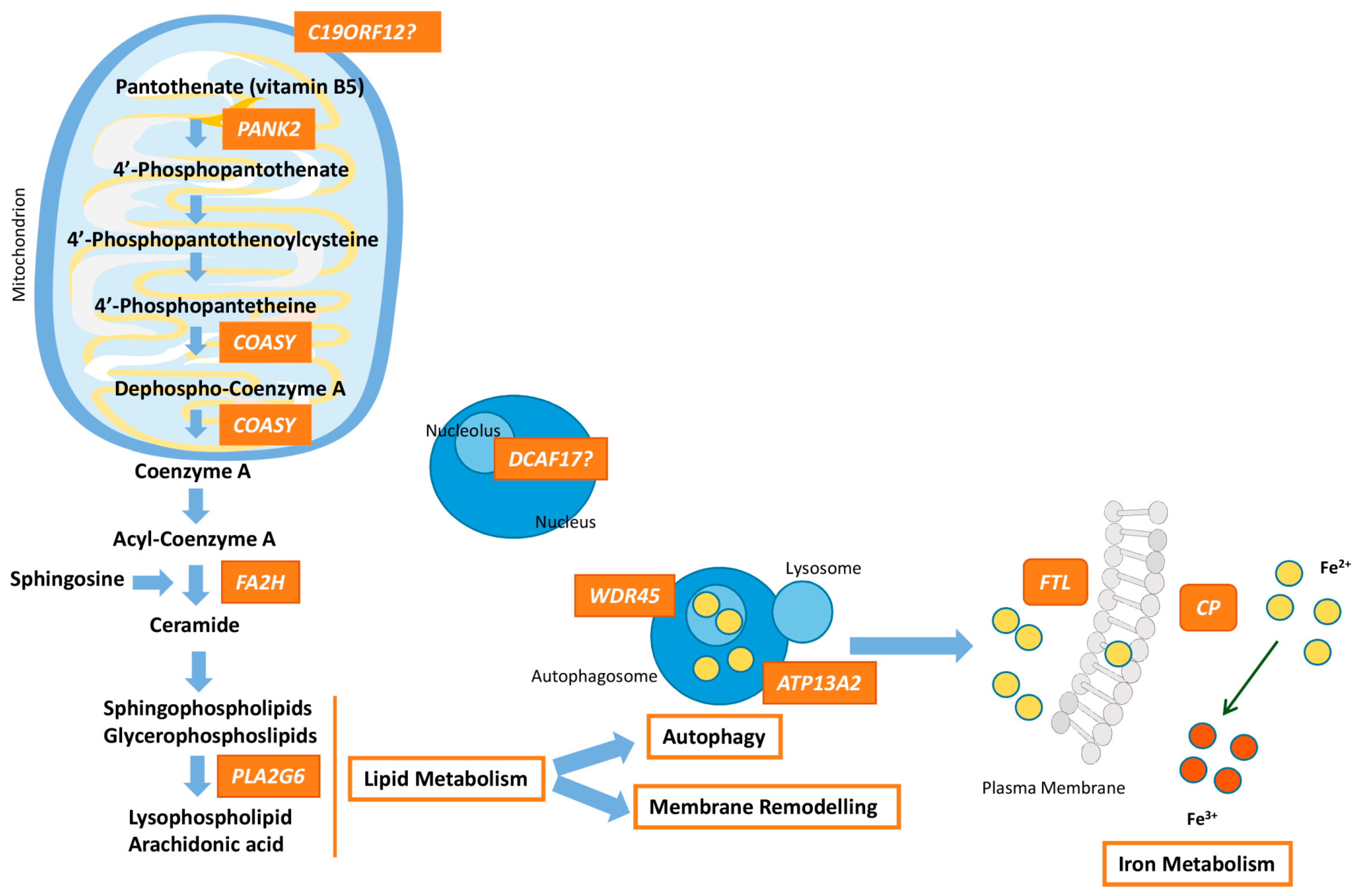 Antioxidants 09 01020 g001 Antioxidants 09 01020 g001